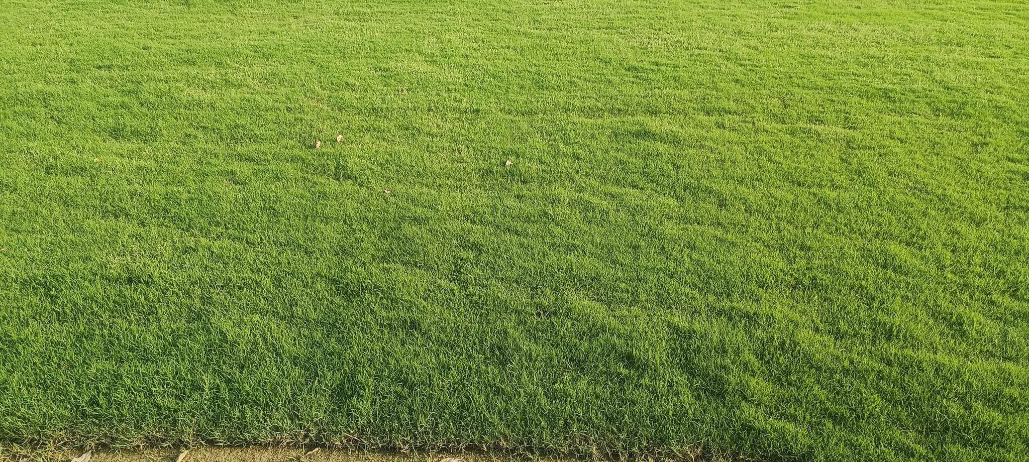 natural lawn grass Udaipur