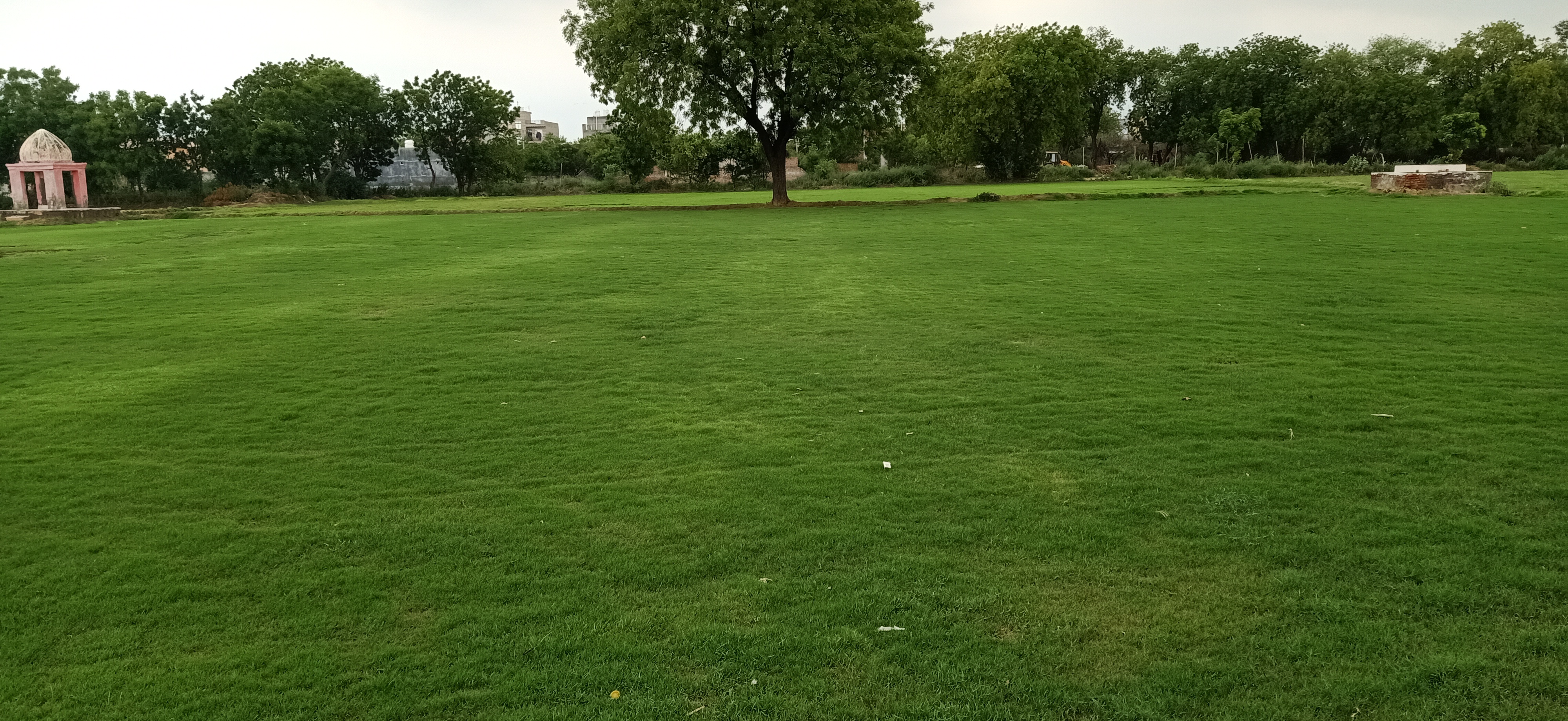 natural lawn grass Kota 