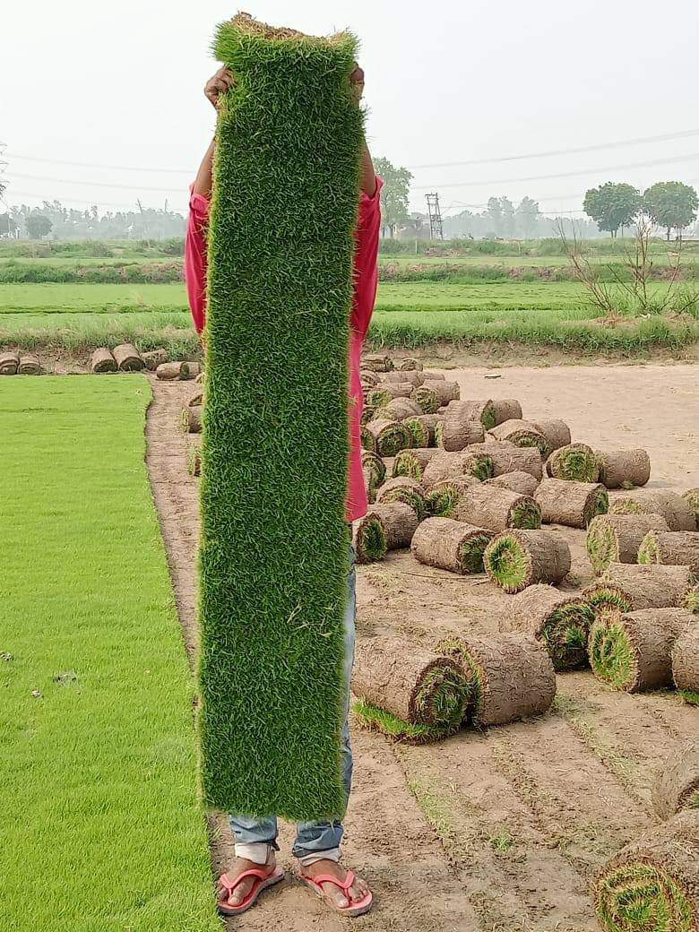 Doob Lawn Grass