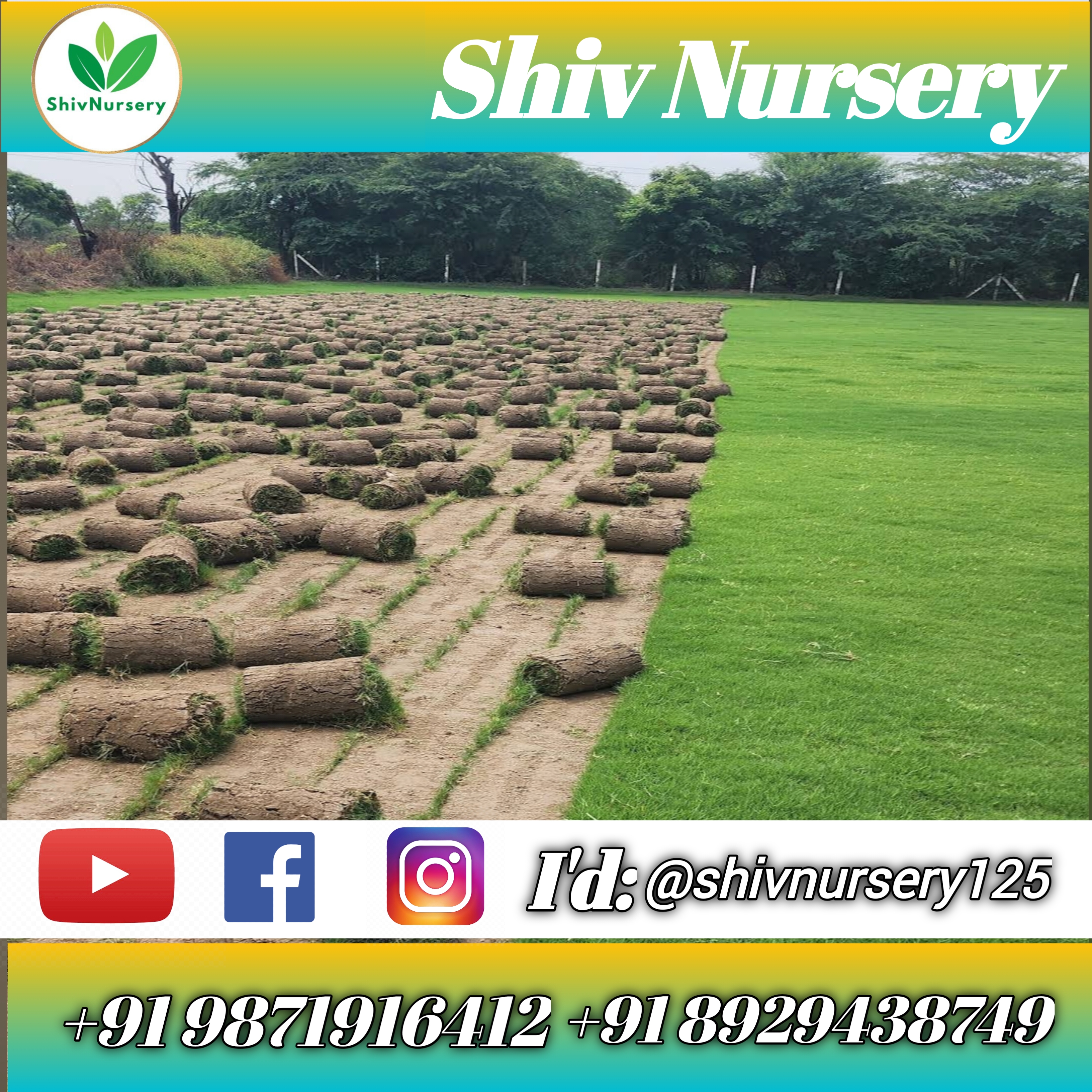 Natural Lawn Grass in Maujpur Delhi