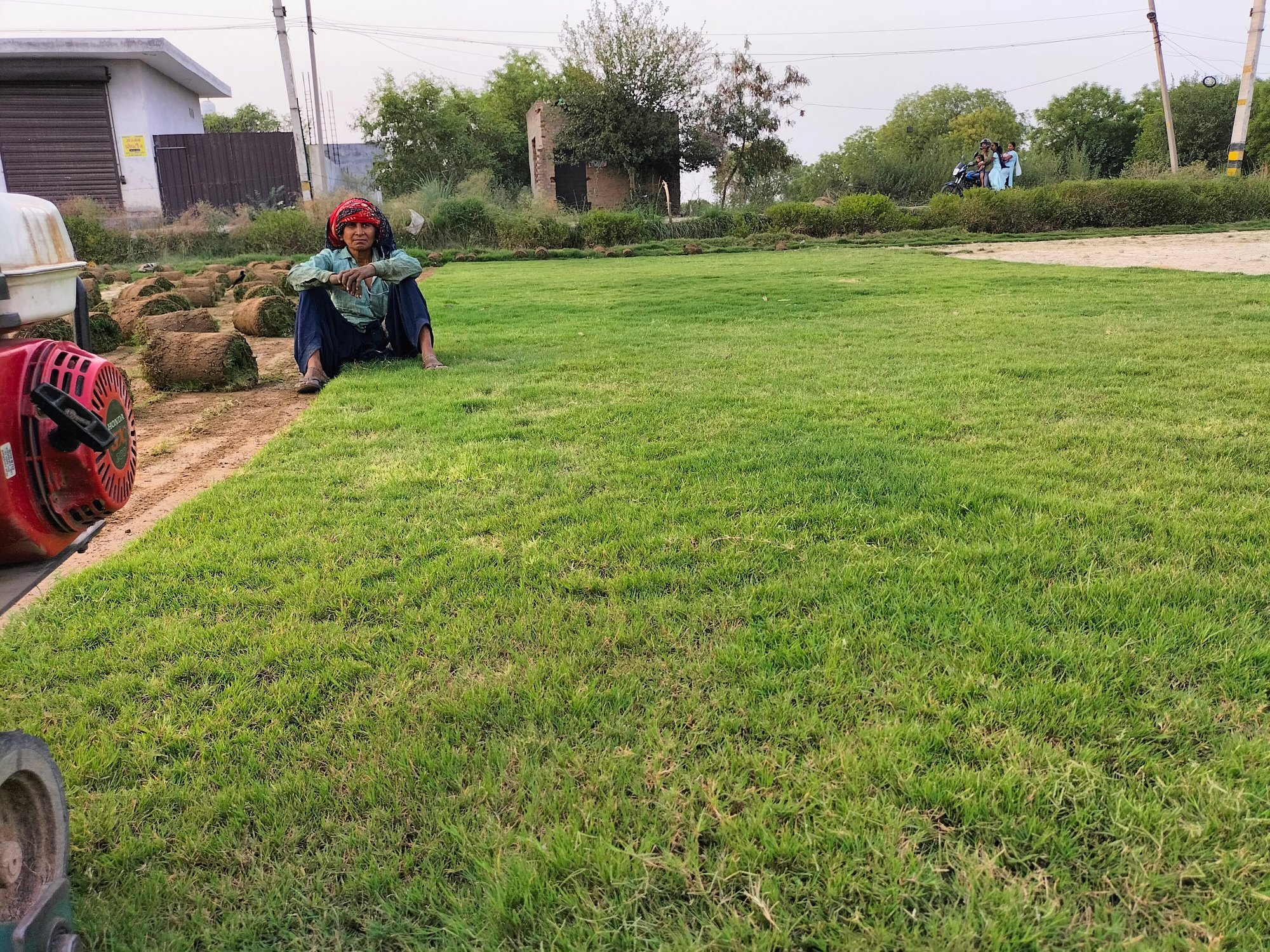 Natural Lawn Grass in Agra Cantonment