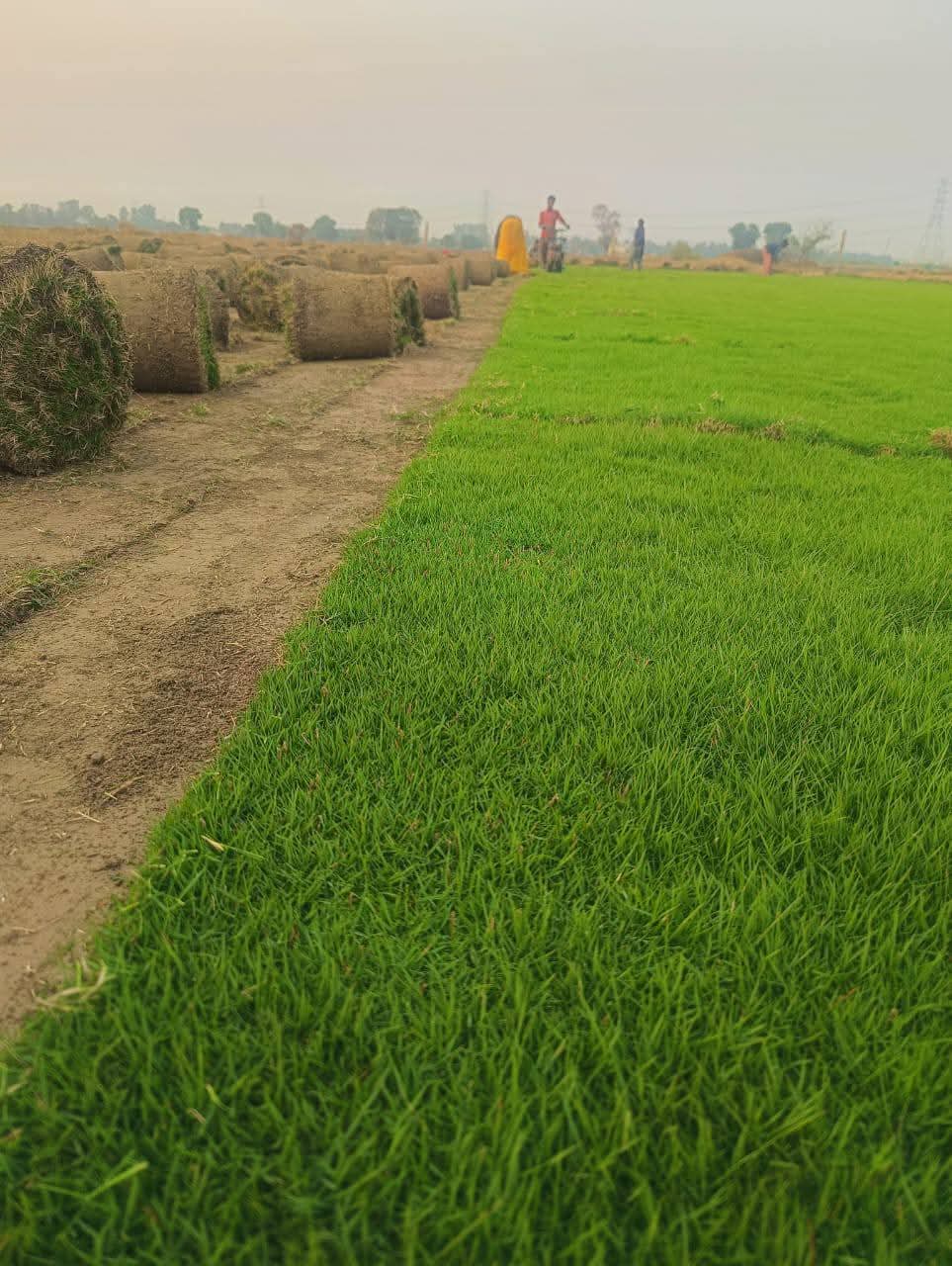 Natural Lawn Grass in Ghaziabad