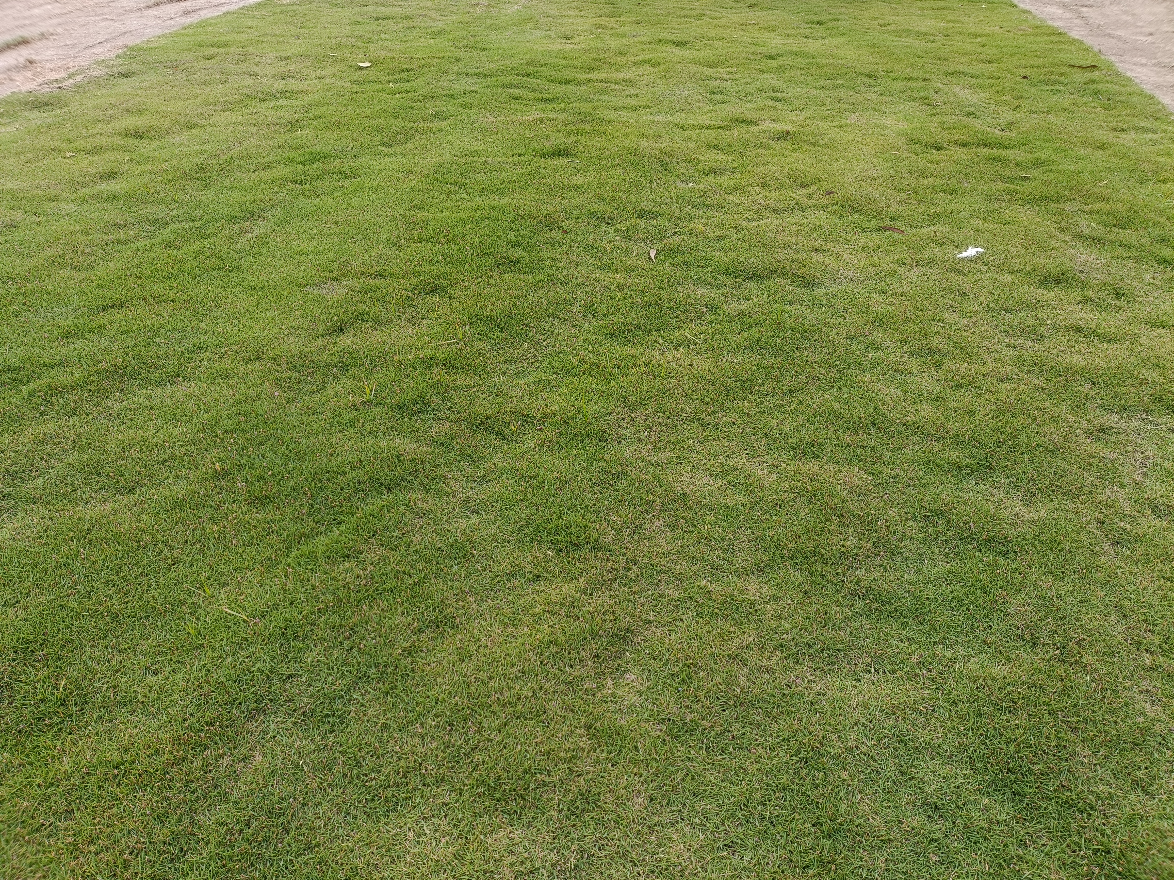 Home Lawn Grass Natural Lawn Grass for Home & Garden