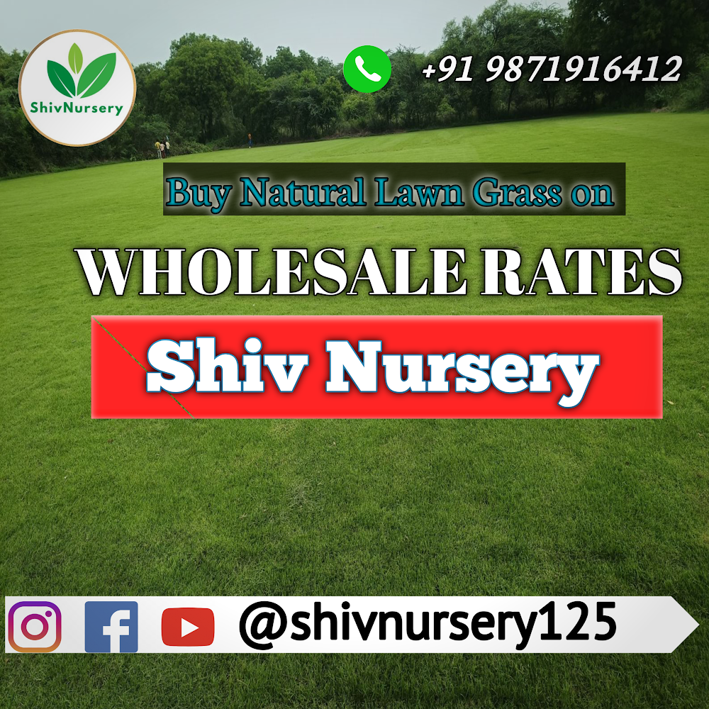 Natural Grass Gurgaon