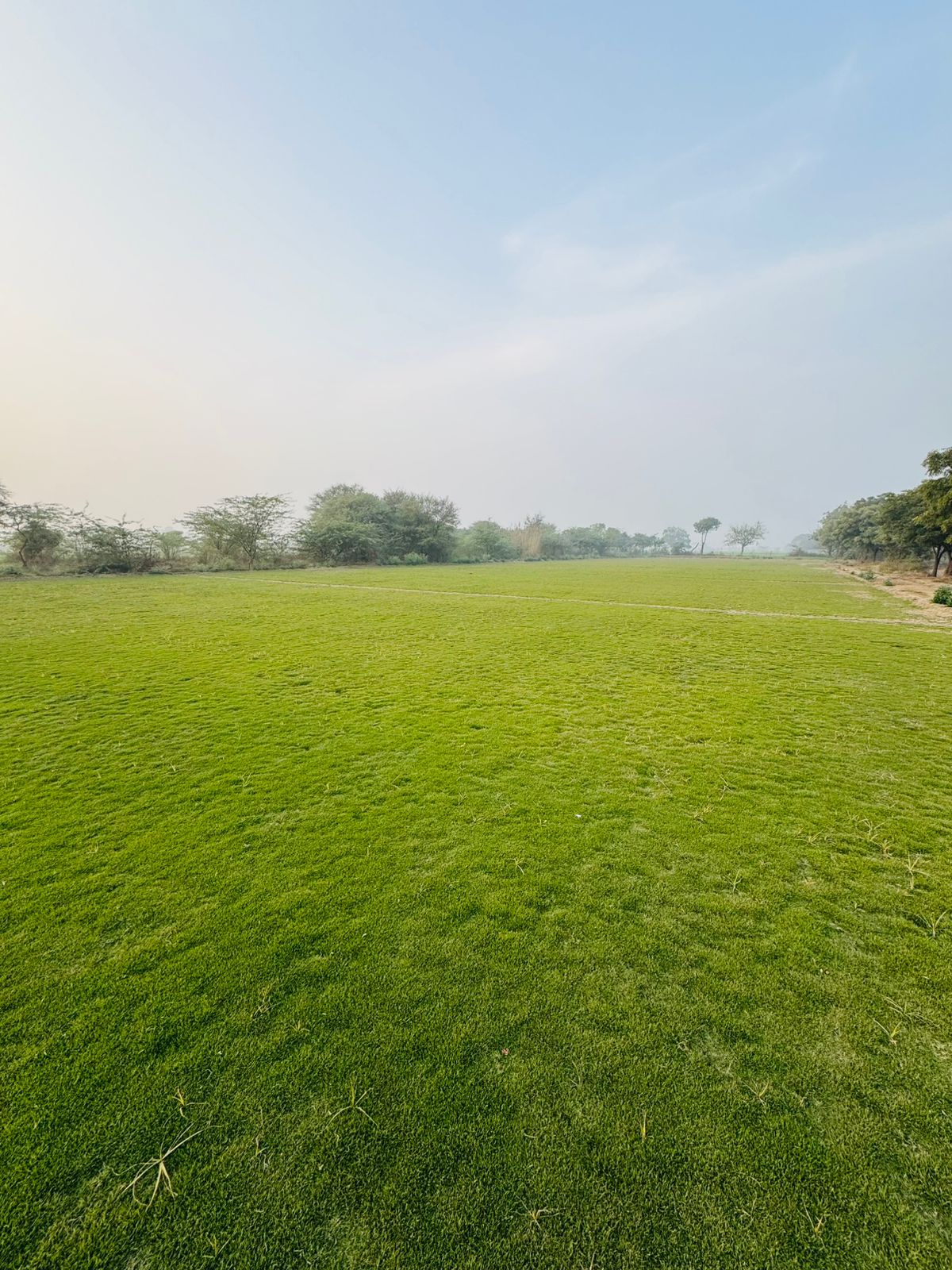 Natural Lawn Grass in Chhatarpur, Madhya Pradesh
