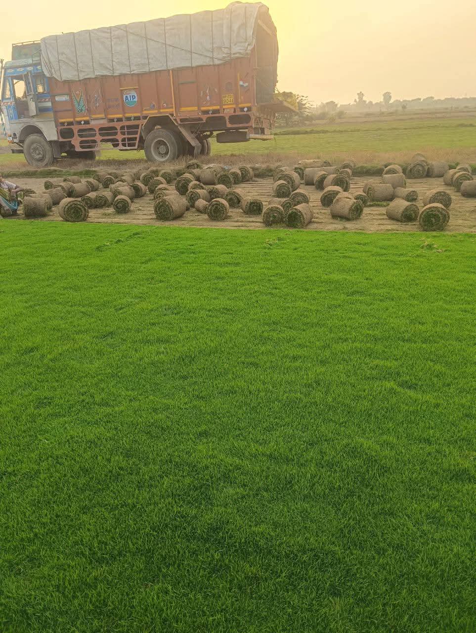 Natural Lawn Grass in Ghaziabad