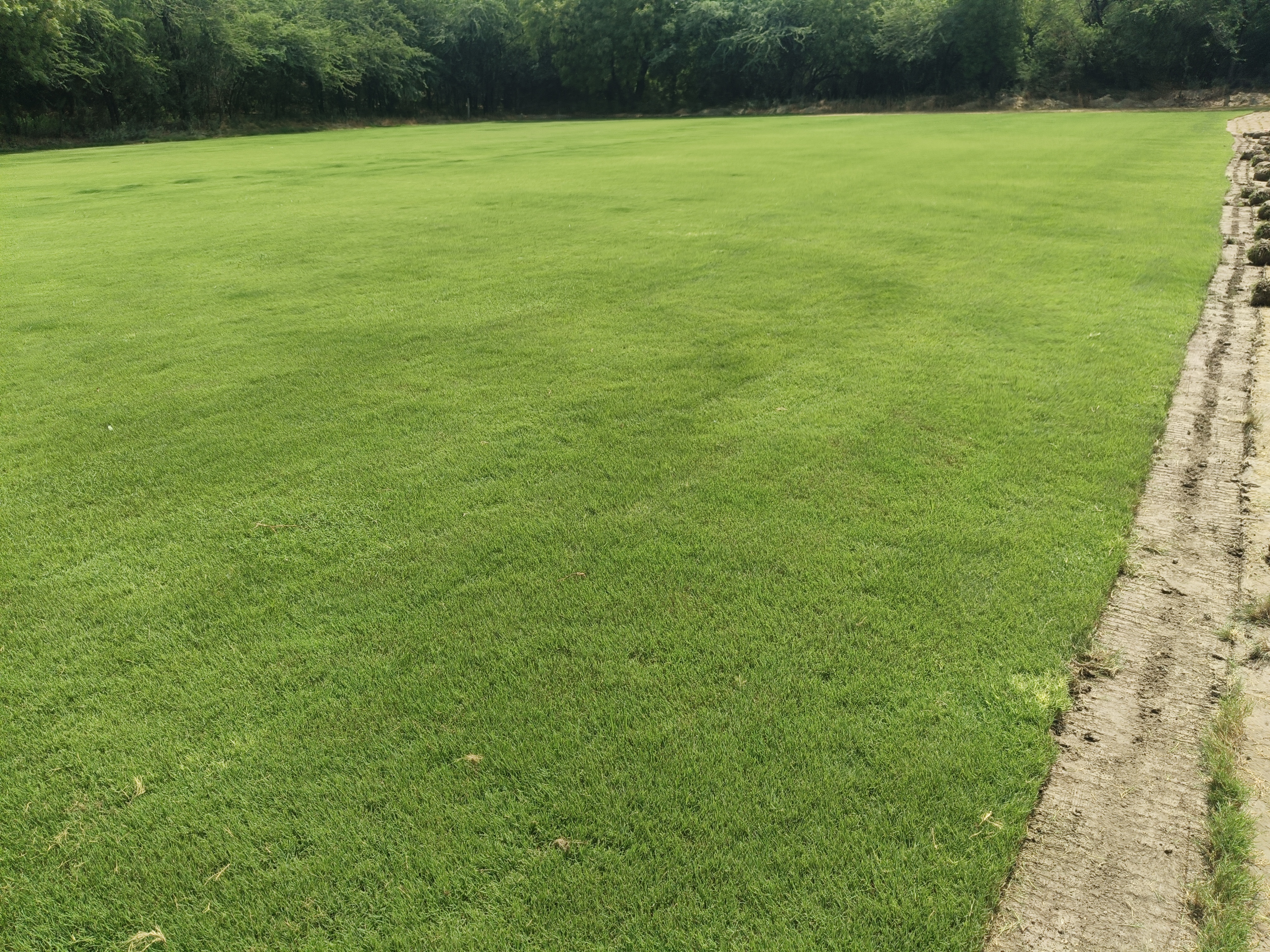 Buy Natural Lawn Grass in Uttam Nagar Delhi