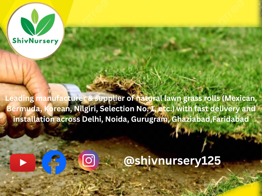 Natural Lawn Grass in Danapur Cantonment