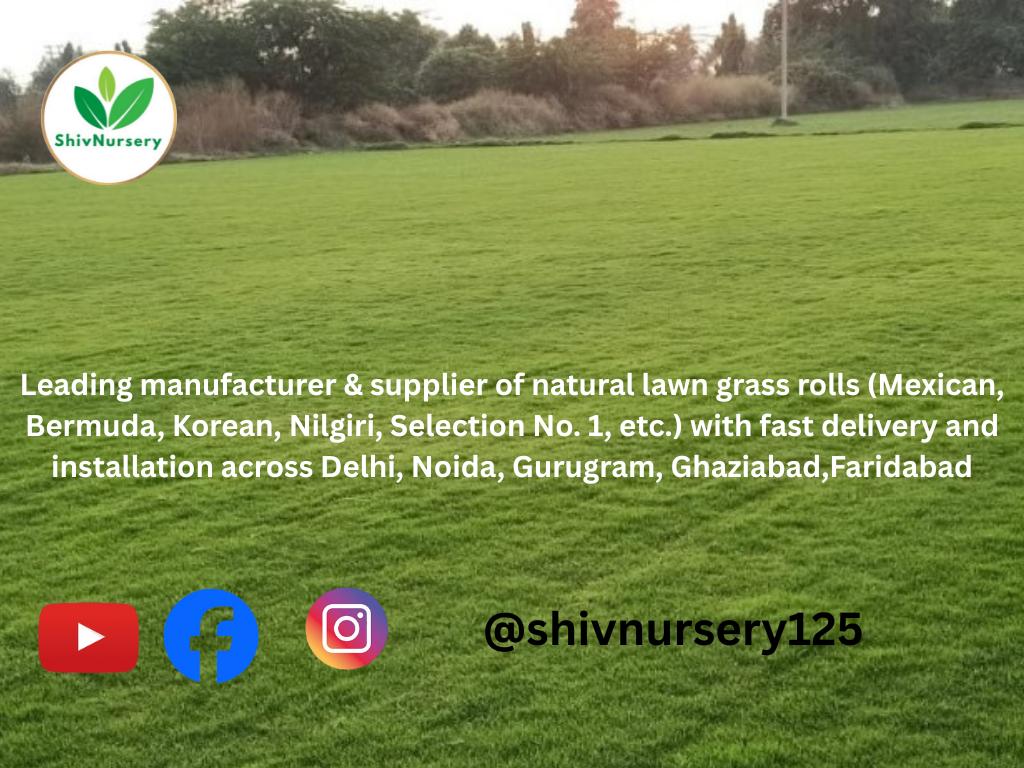 Natural Lawn Grass in Danapur Cantonment