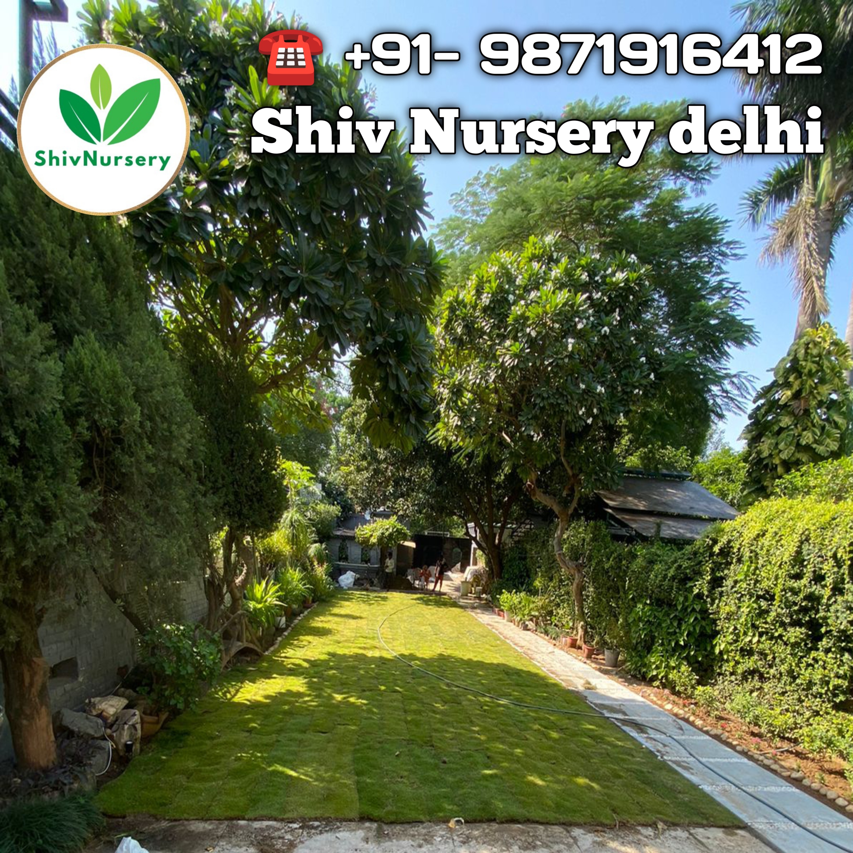 Natural Lawn Grass in Rajouri Garden Delhi