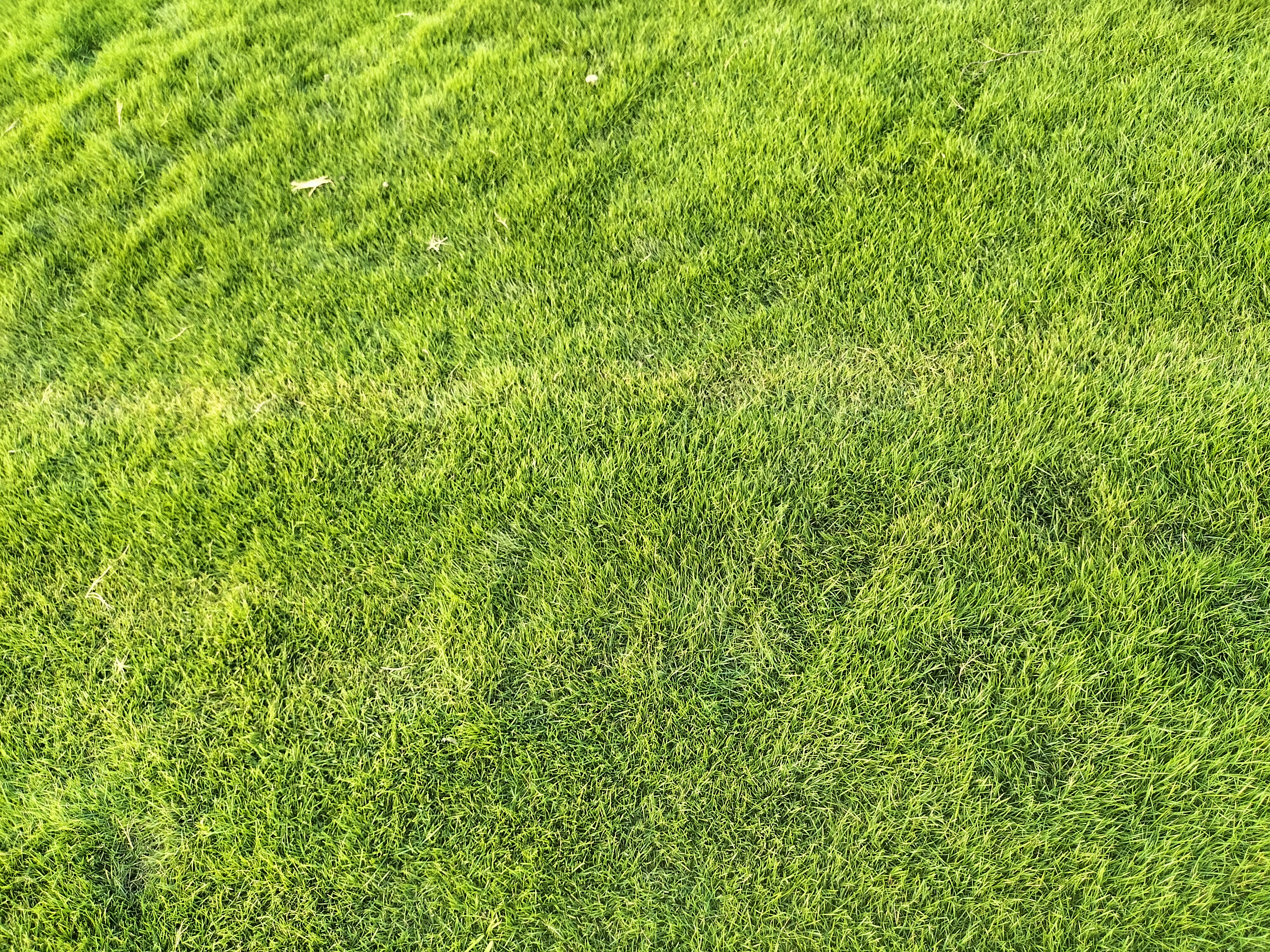 Hybrid Mexican Grass Durable Lawn Grass in Delhi for Farmhouses