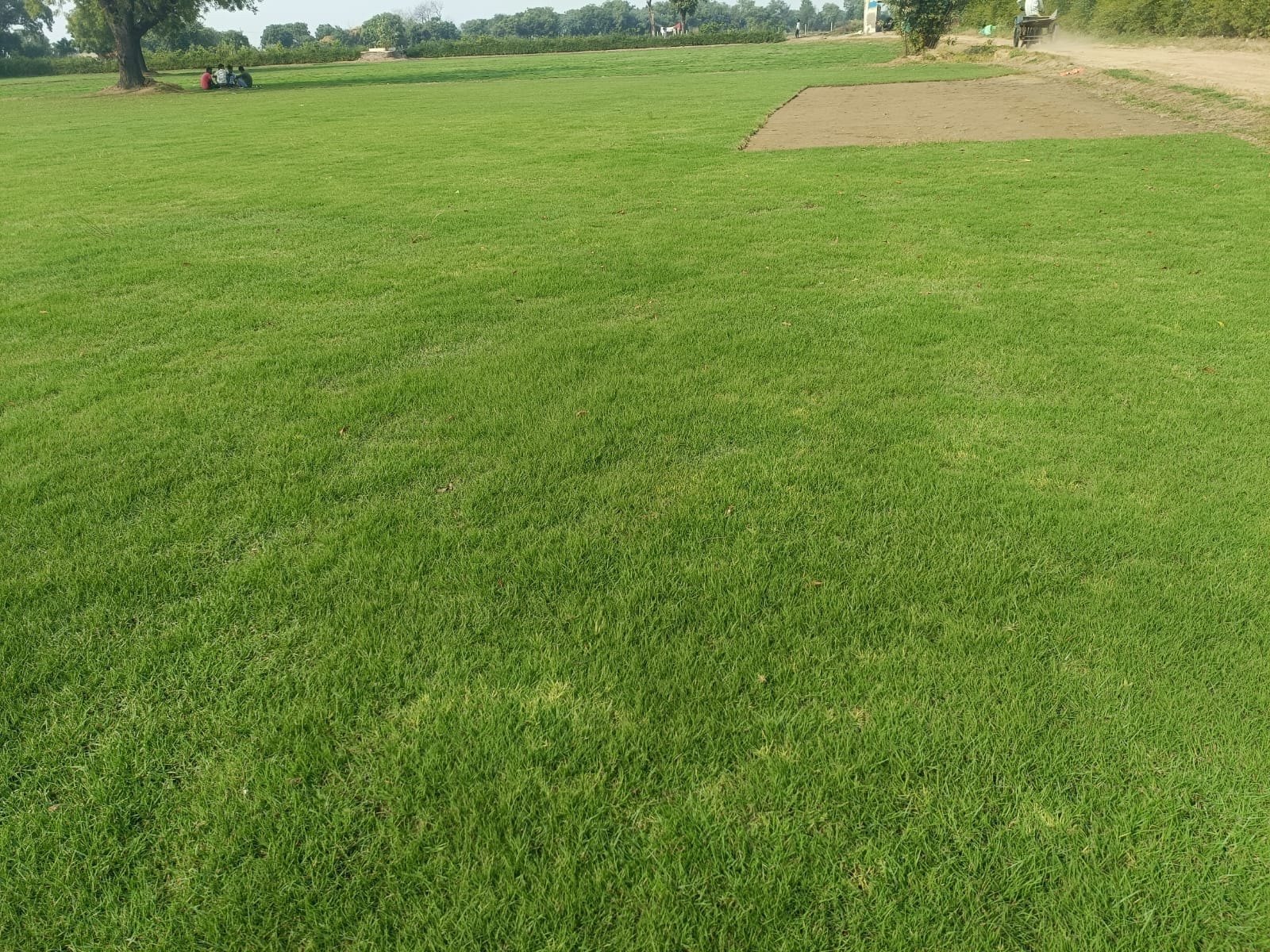 Natural Lawn Grass in Mahipalpur