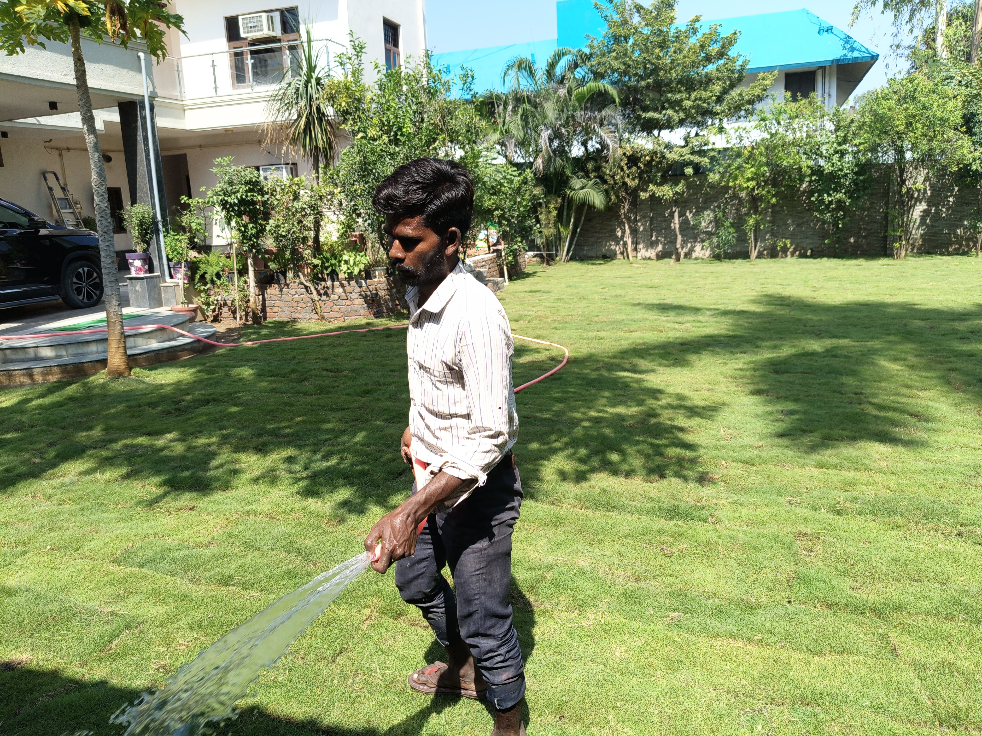 Natural Lawn Grass in Chittorgarh Rajasthan