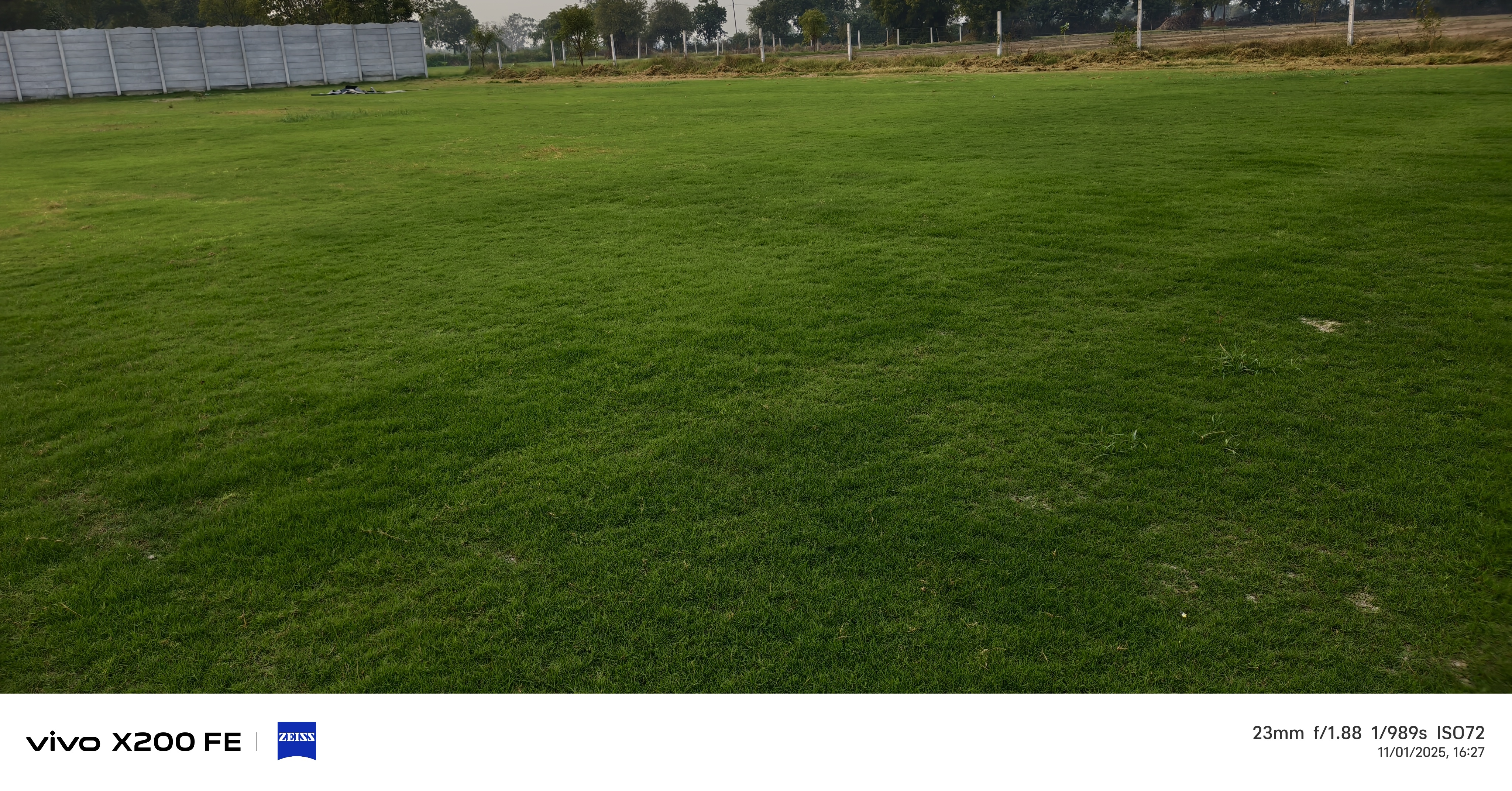 natural lawn grass Karnal