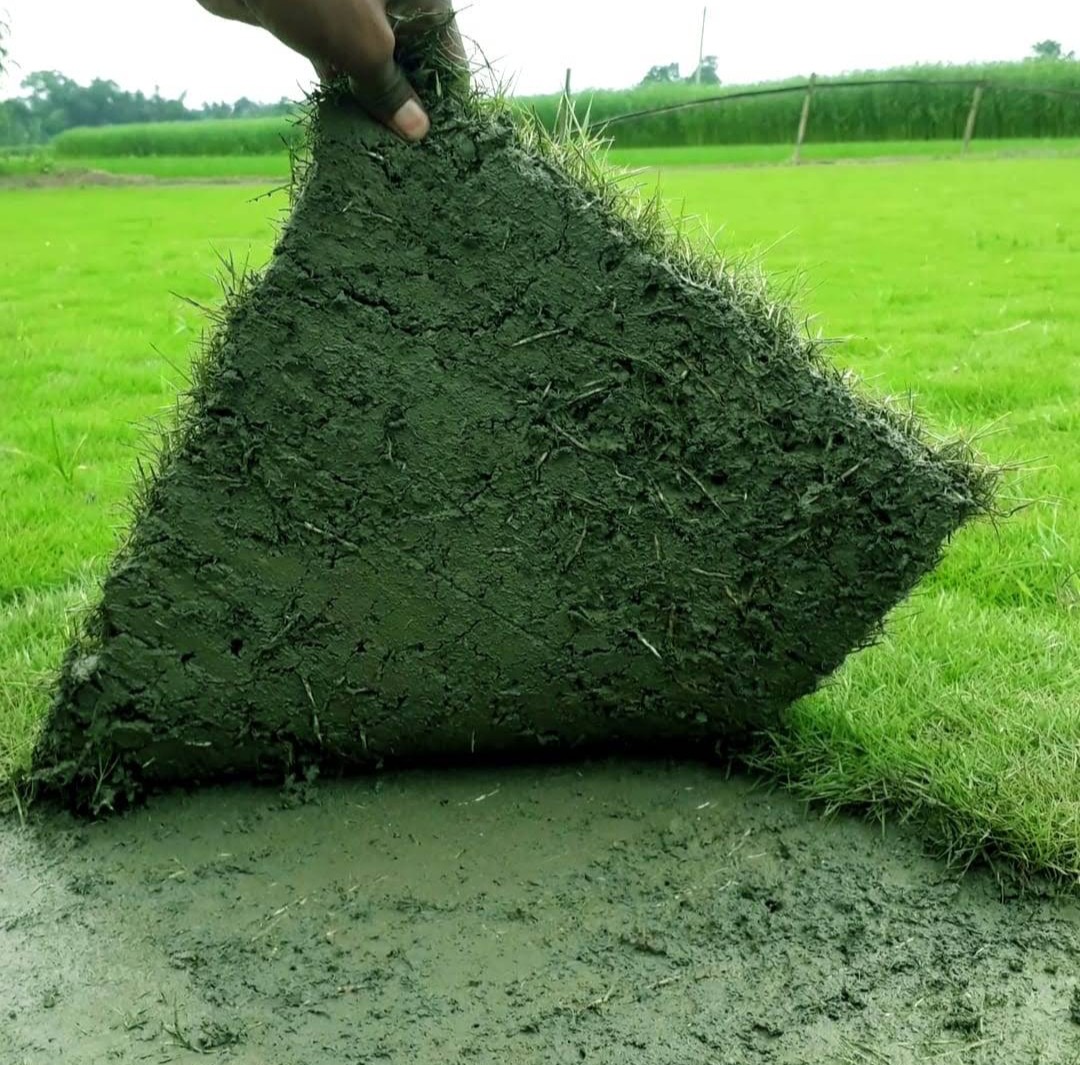 Natural Lawn Grass in Agra