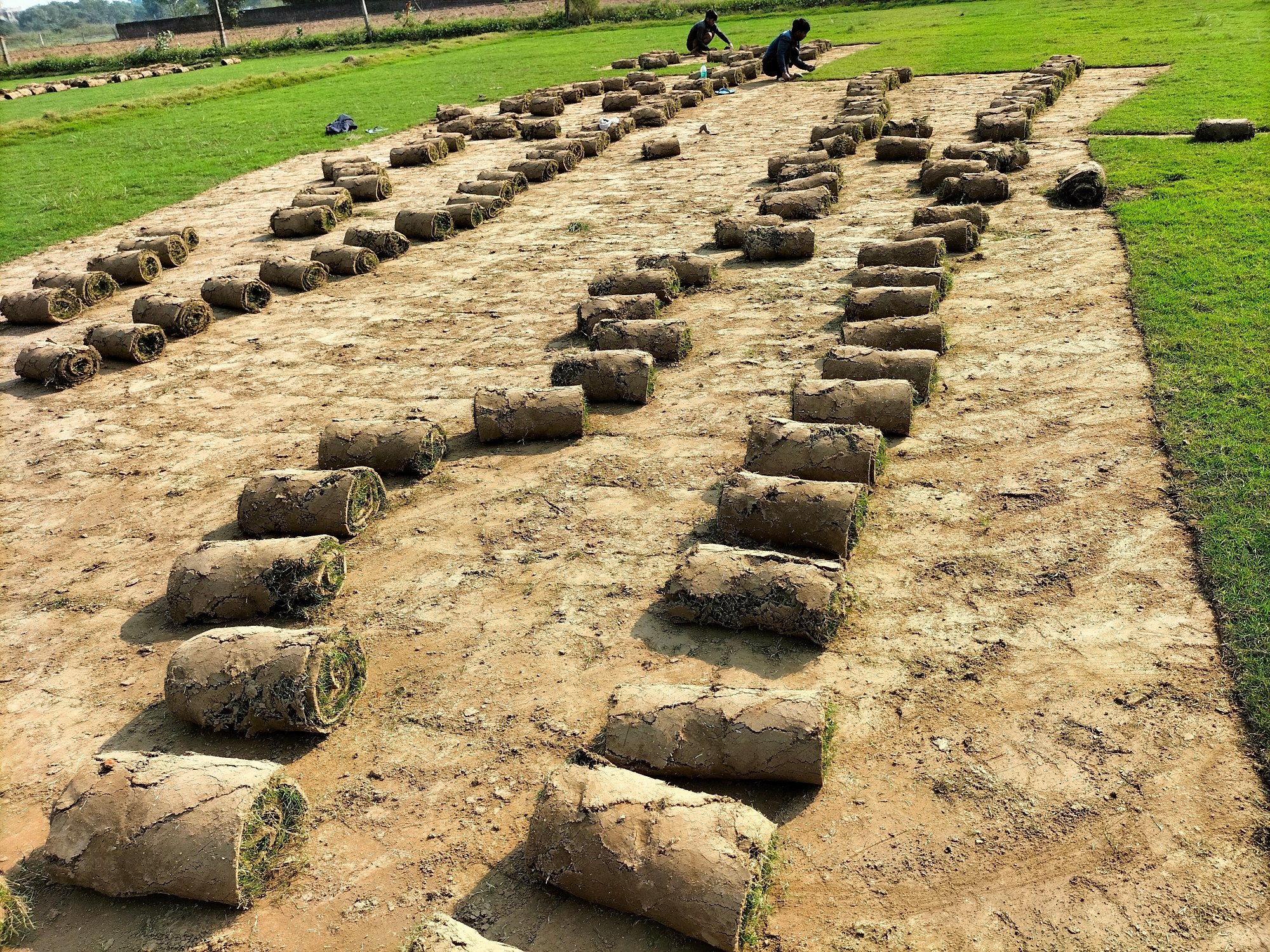Natural Lawn Grass in Agra Cantonment