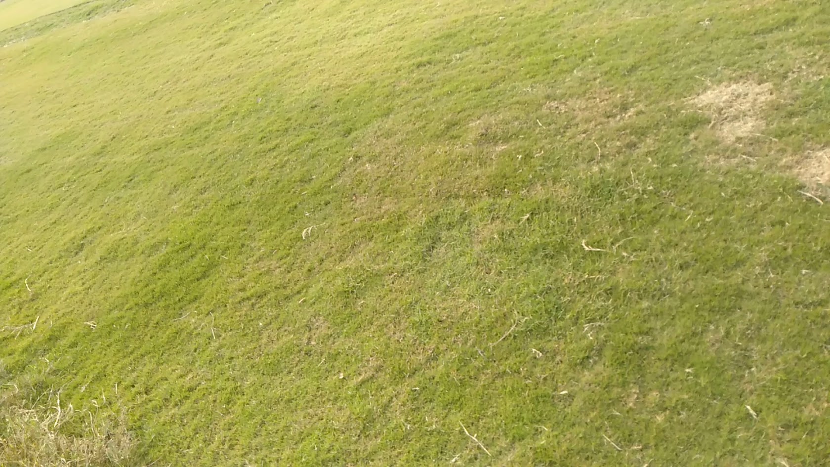 Lawn grass delivery Delhi