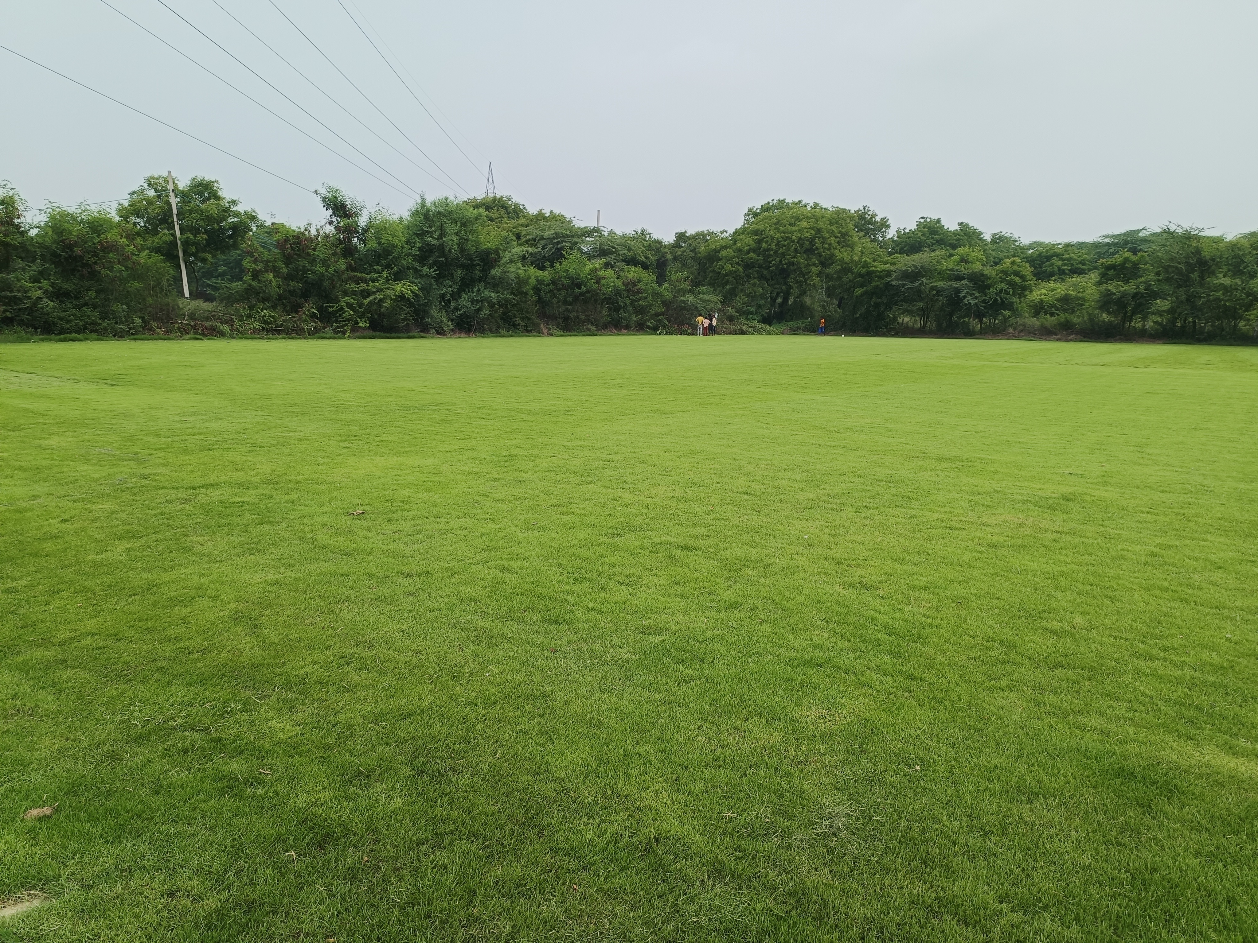 Natural Lawn Grass in Noida