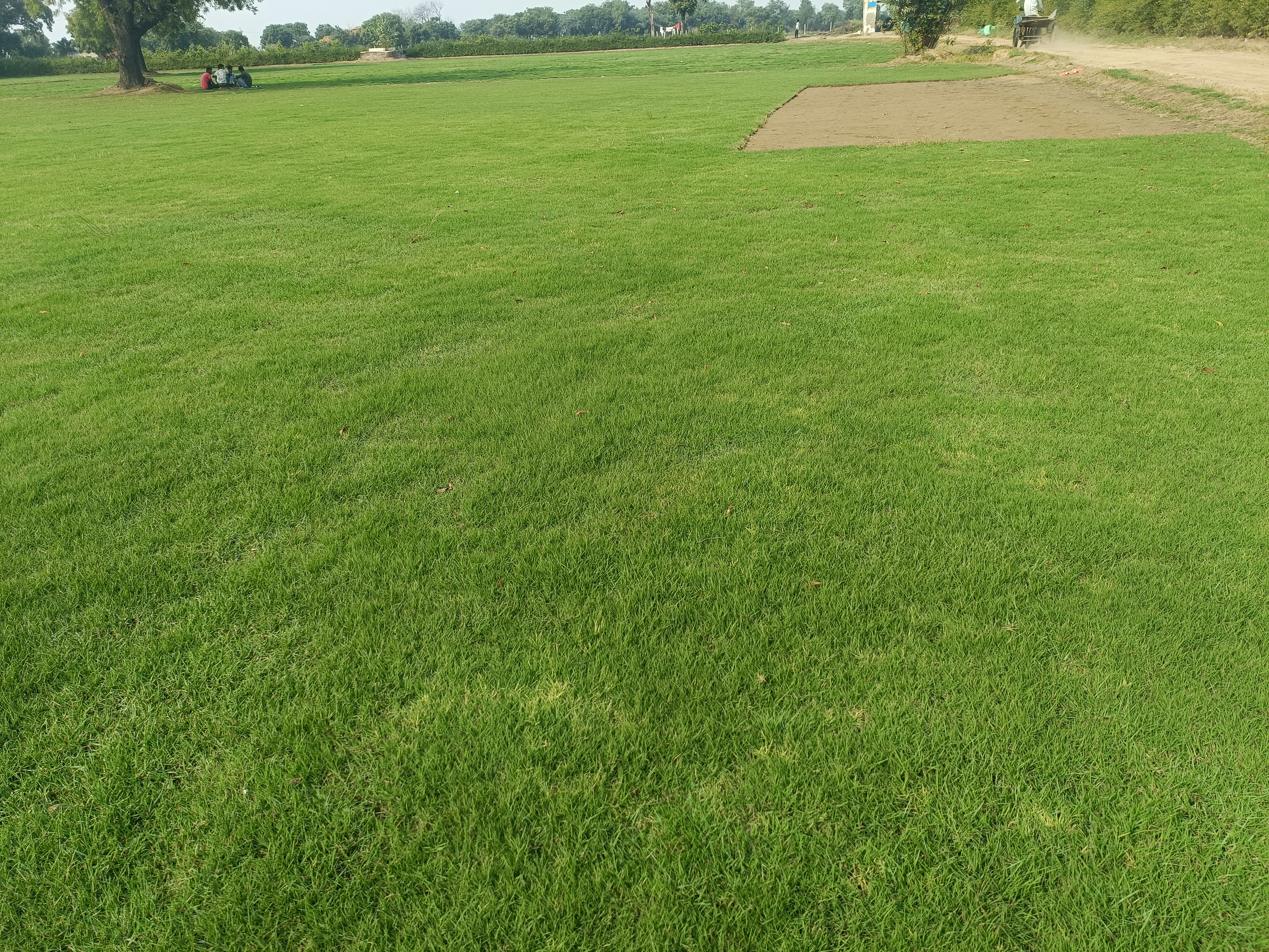 Fresh Natural Lawn Grass