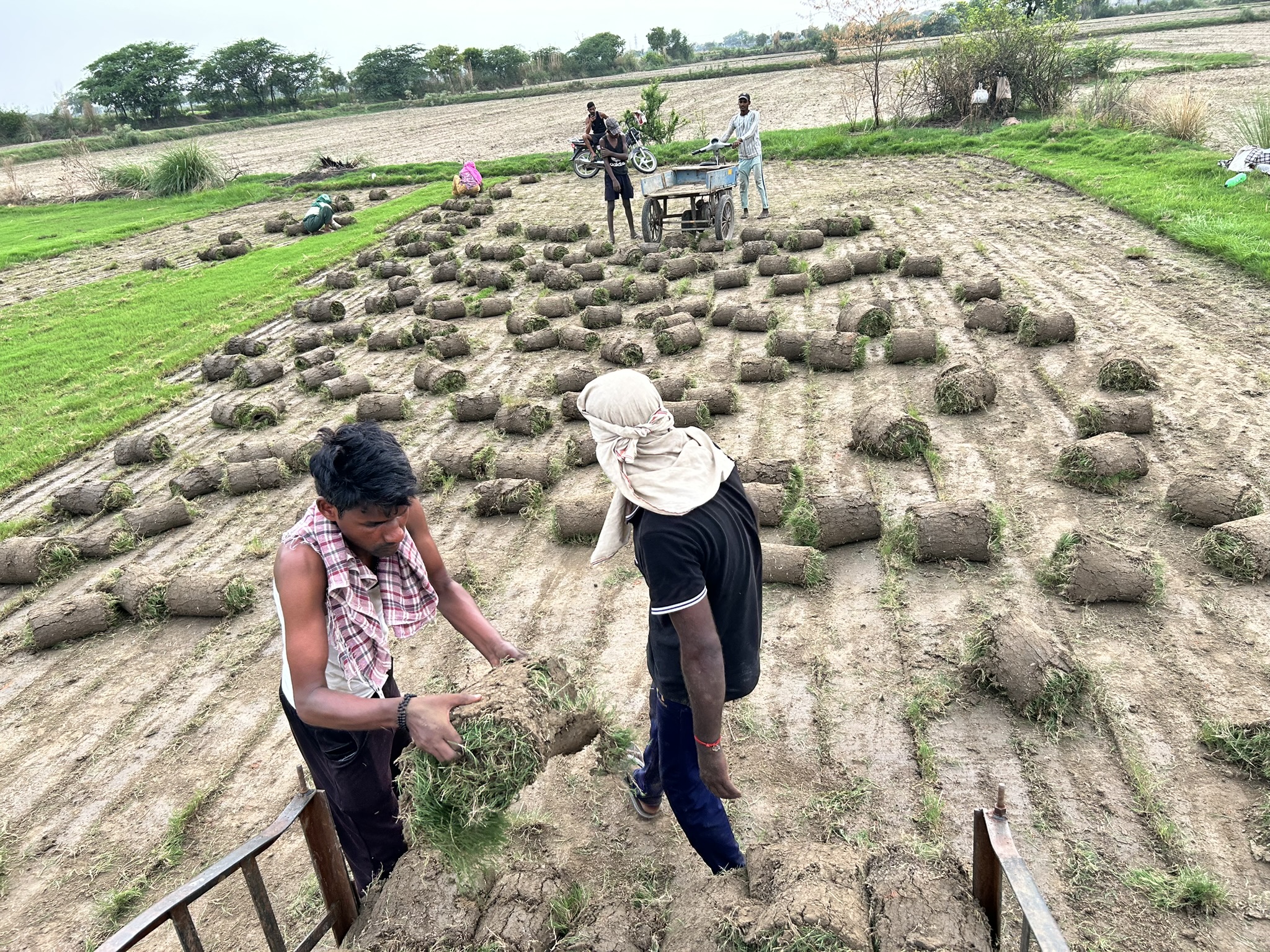 Natural Lawn Grass in Dausa, Rajasthan
