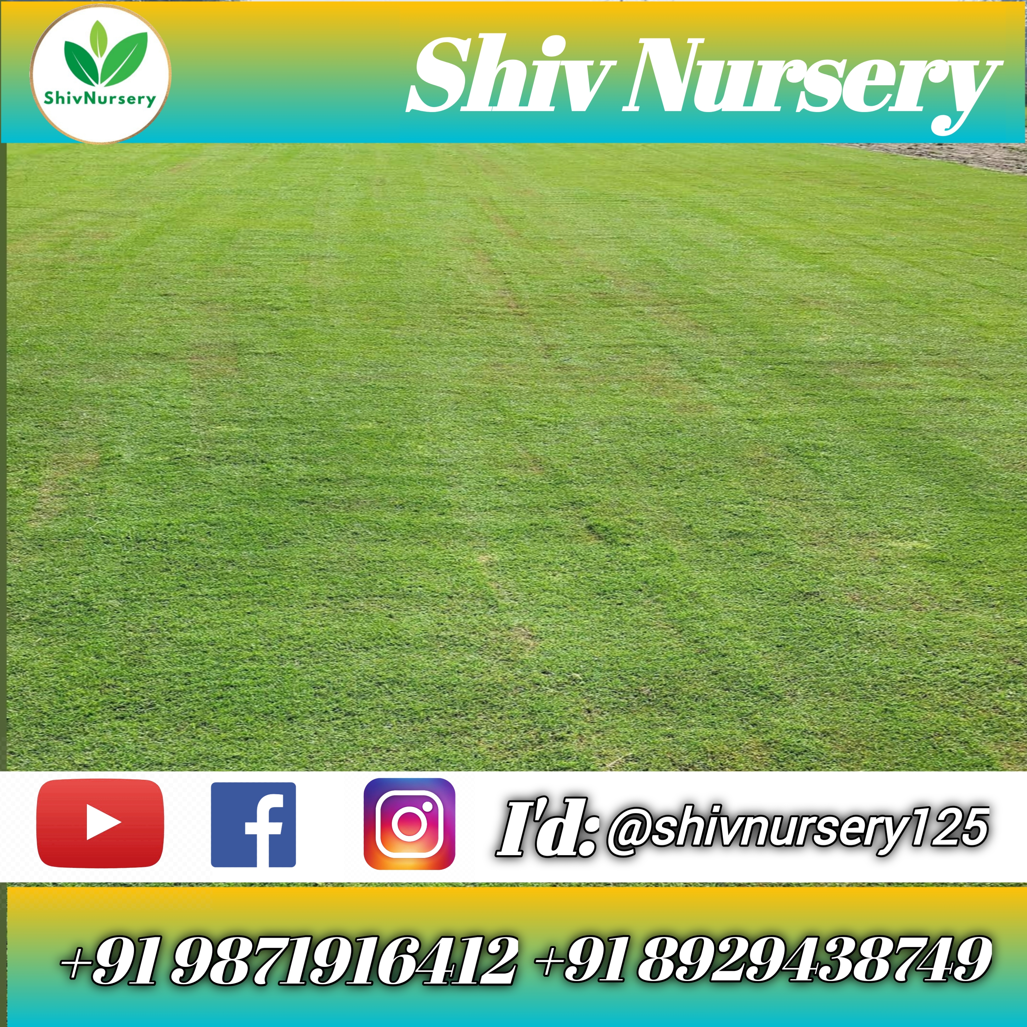 Natural Lawn Grass in Gaya Cantonment