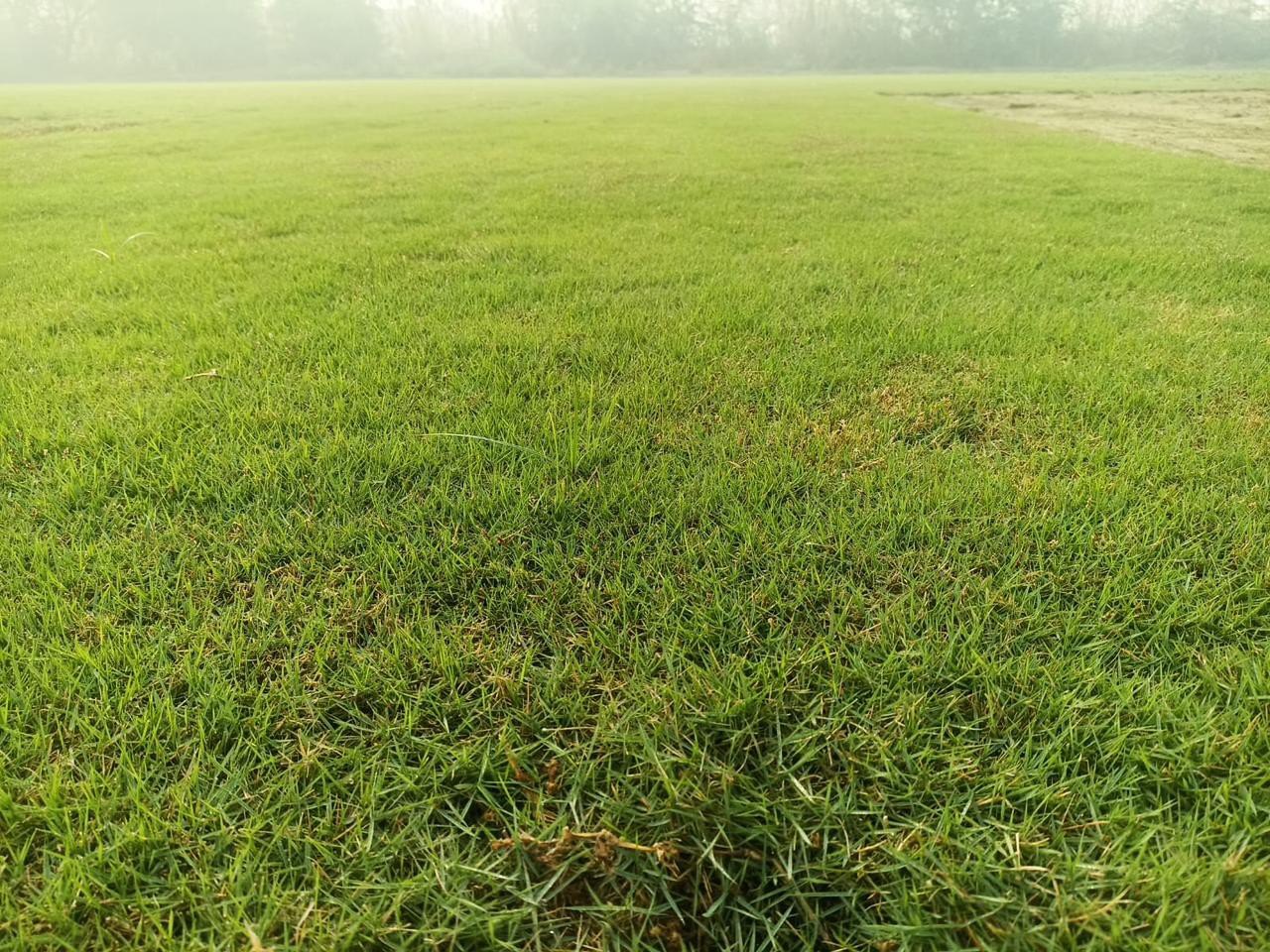 Mini Roll Lawn Grass Natural Lawn Grass for Home & Garden