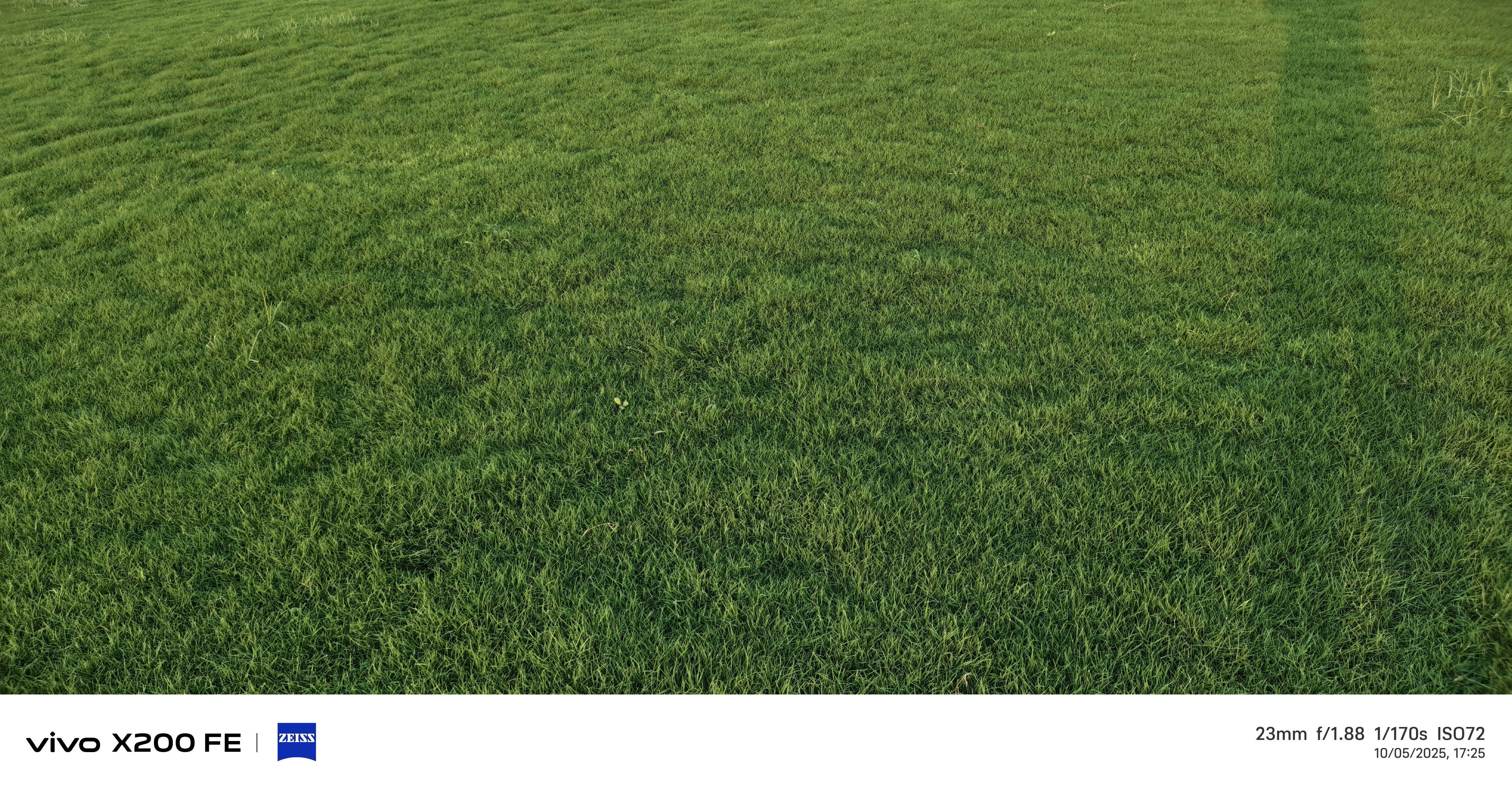 natural lawn grass Mathura