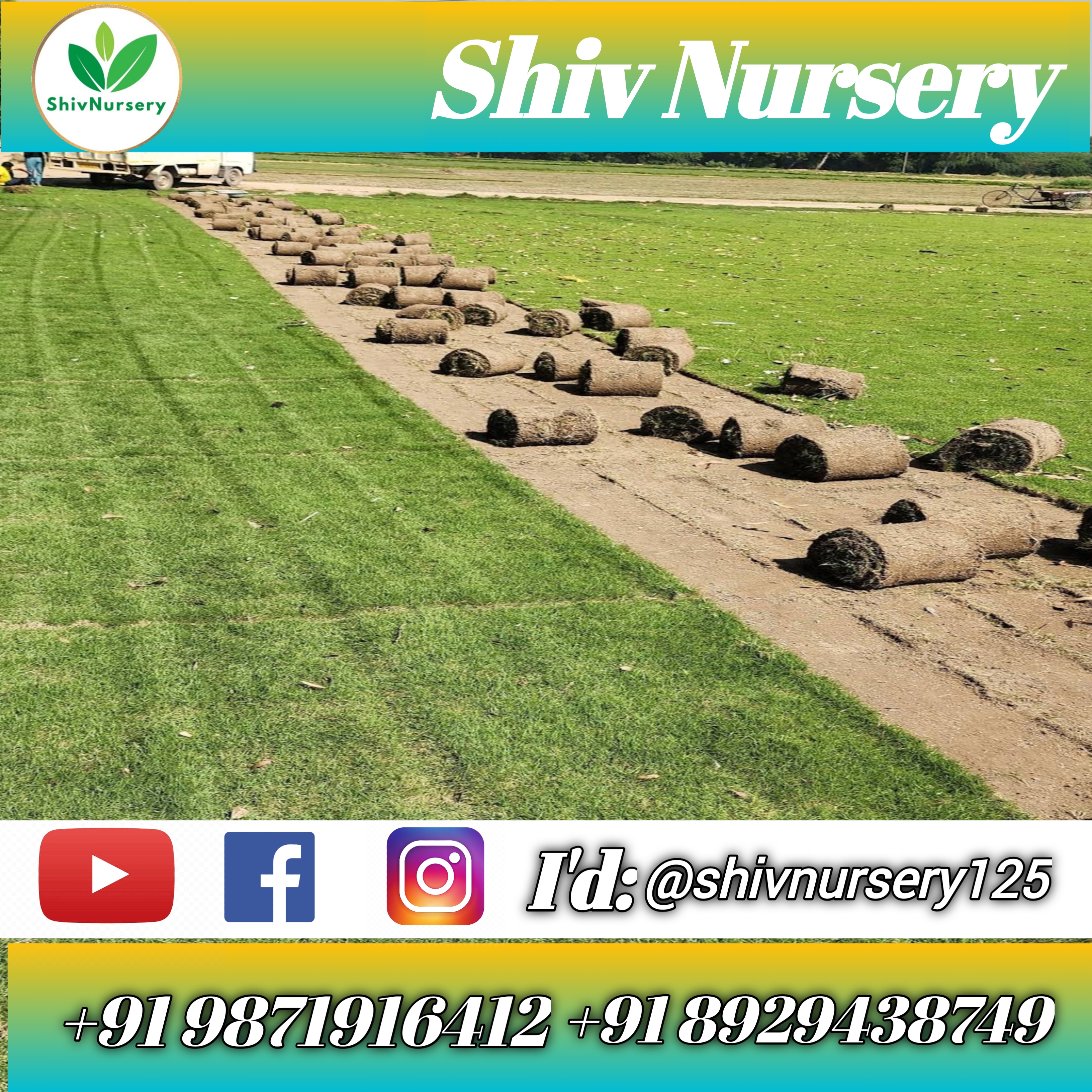 Premium Lawn Turf Natural Lawn Grass for Home & Garden