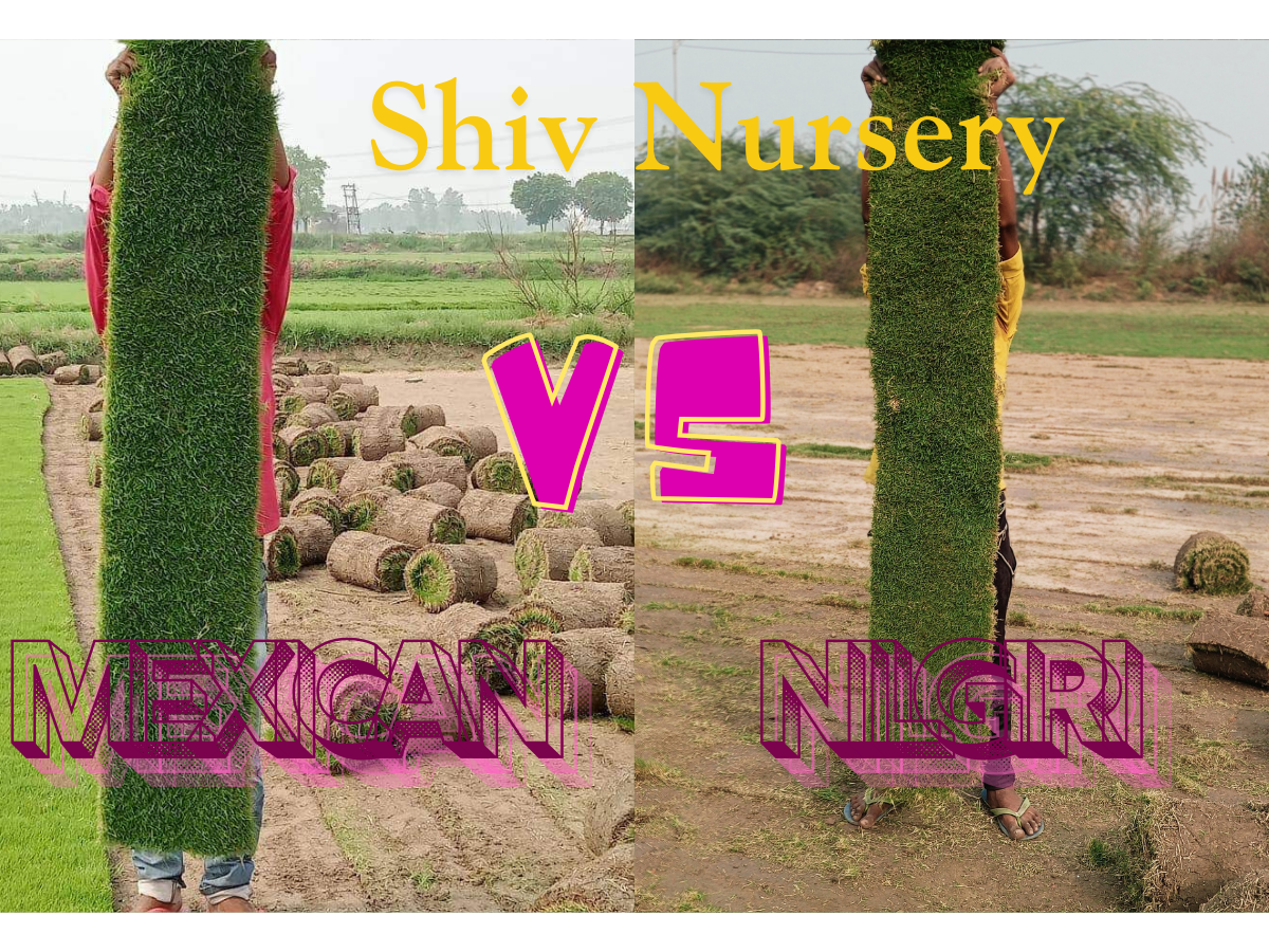 Natural Lawn Grass in Danapur Cantonment