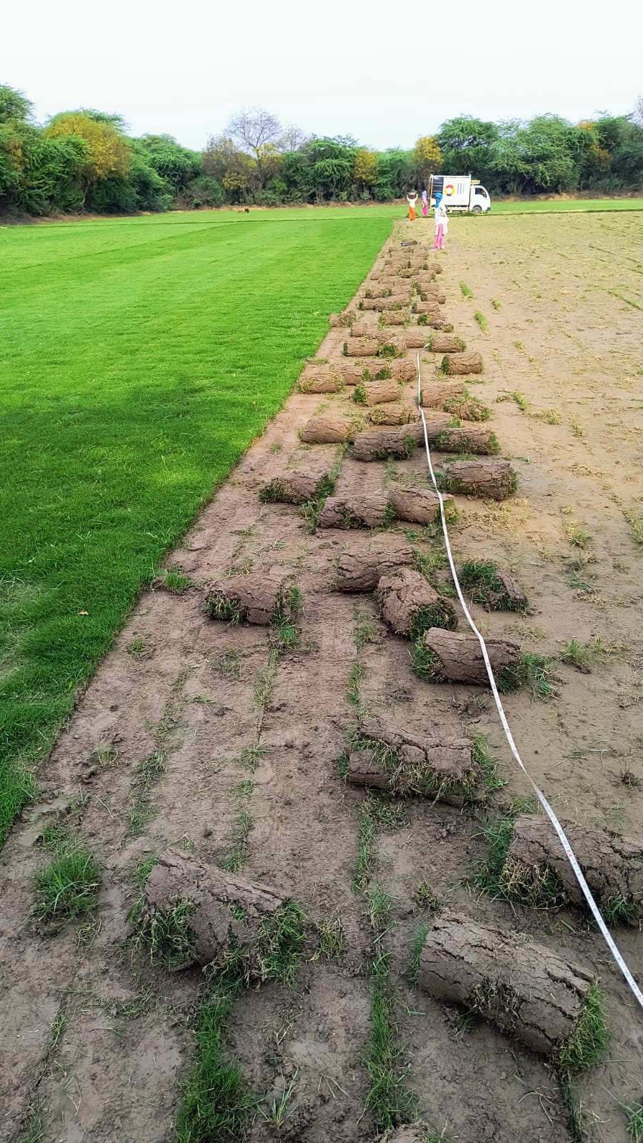 Natural Lawn Grass in Karawal Nagar Delhi