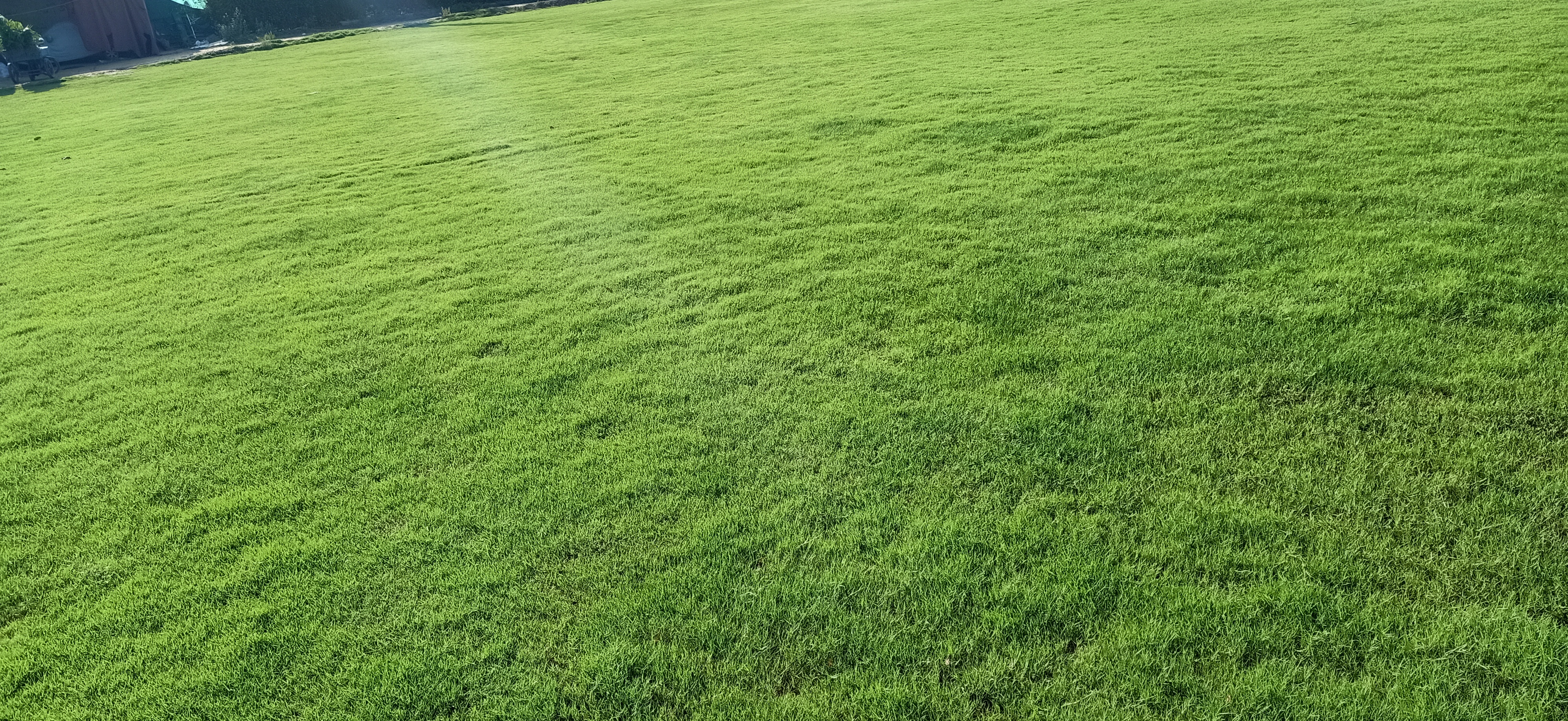  Buy Fresh Lawn Grass Gurgaon | Natural Lawn Grass in Golf Course Road Gurgaon | Natural lawn Grass in Gurgaon