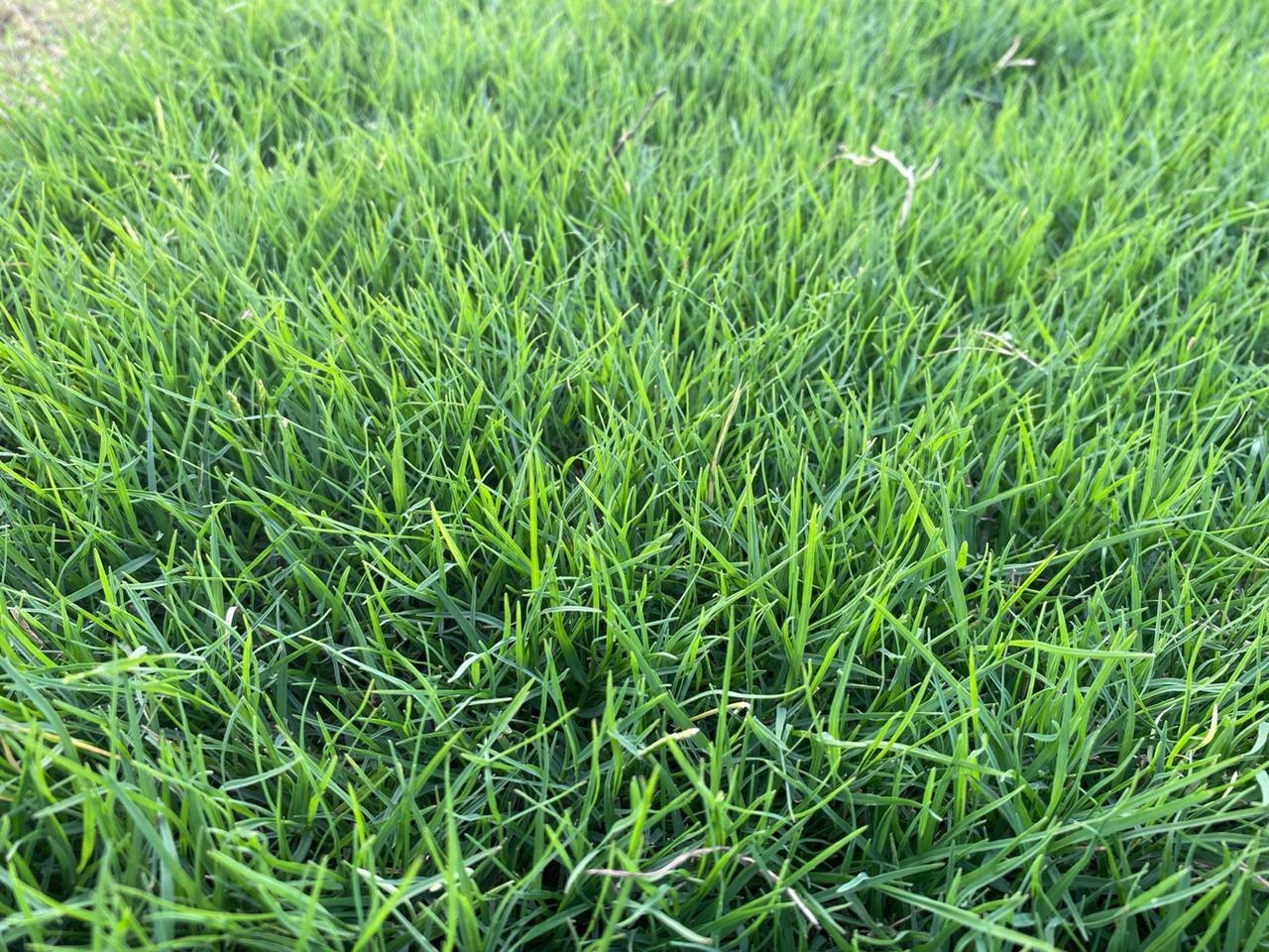  Natural Green Grass Natural Lawn Grass for Home & Garden
