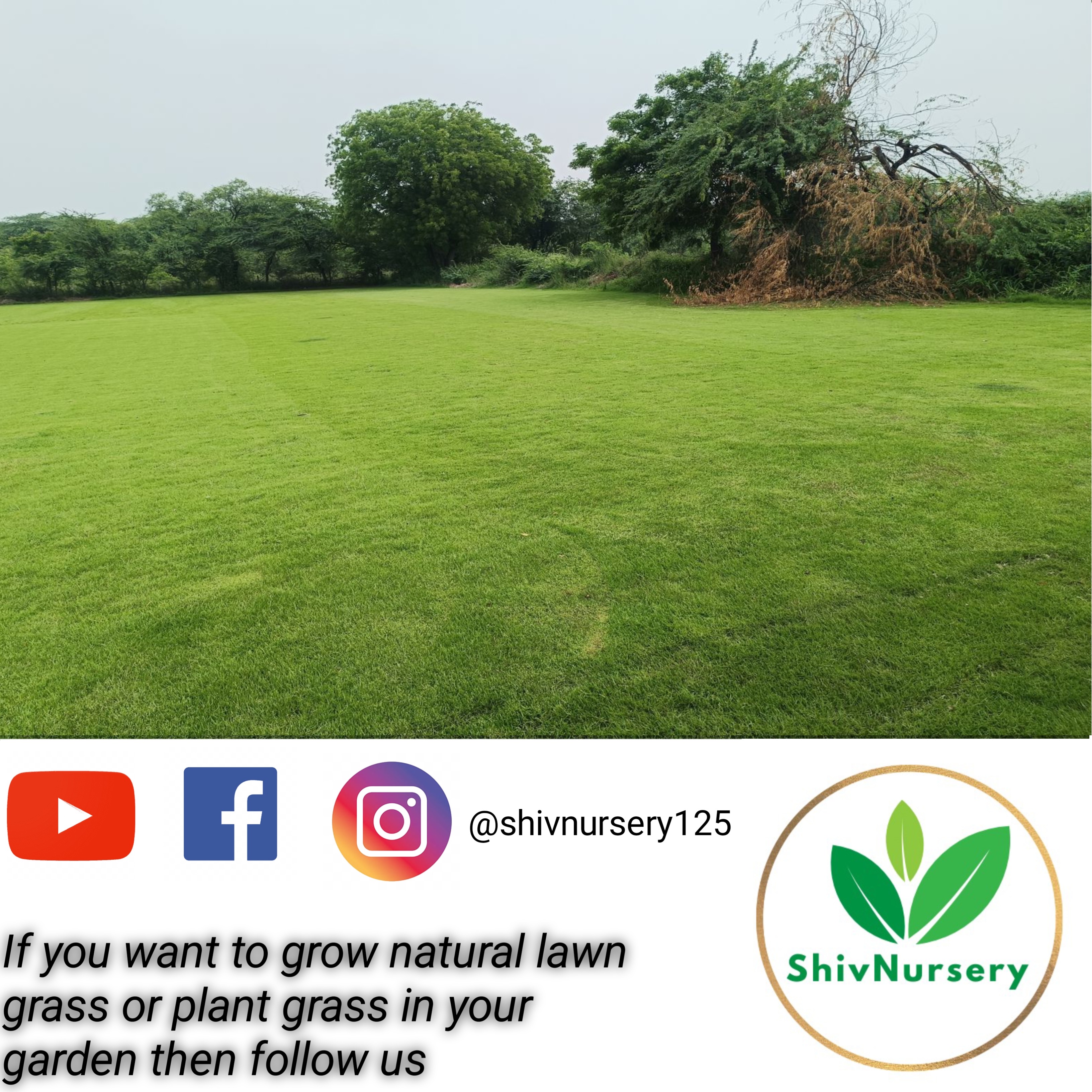 Natural Lawn Grass in Shahjahanpur Cantonment