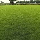 Home lawn grass installation Delhi