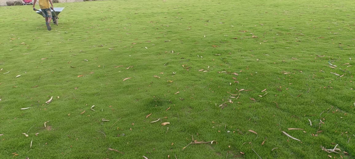 Best natural grass for home lawn Delhi