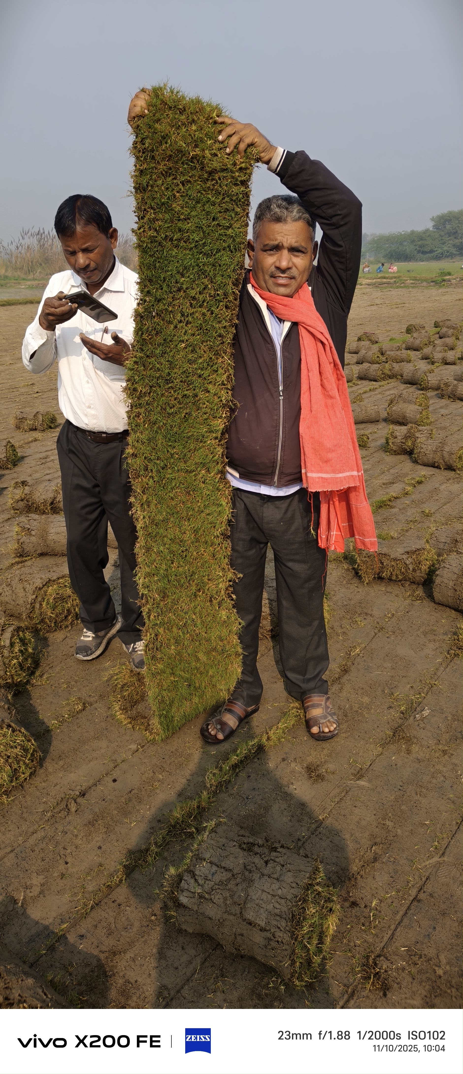 Natural Lawn Grass in Karauli, Rajasthan 