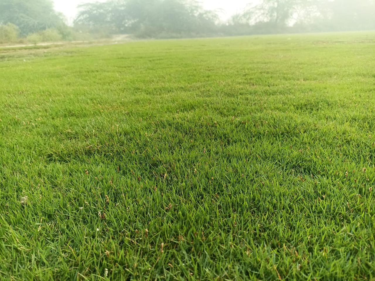 natural lawn grass Bikaner 