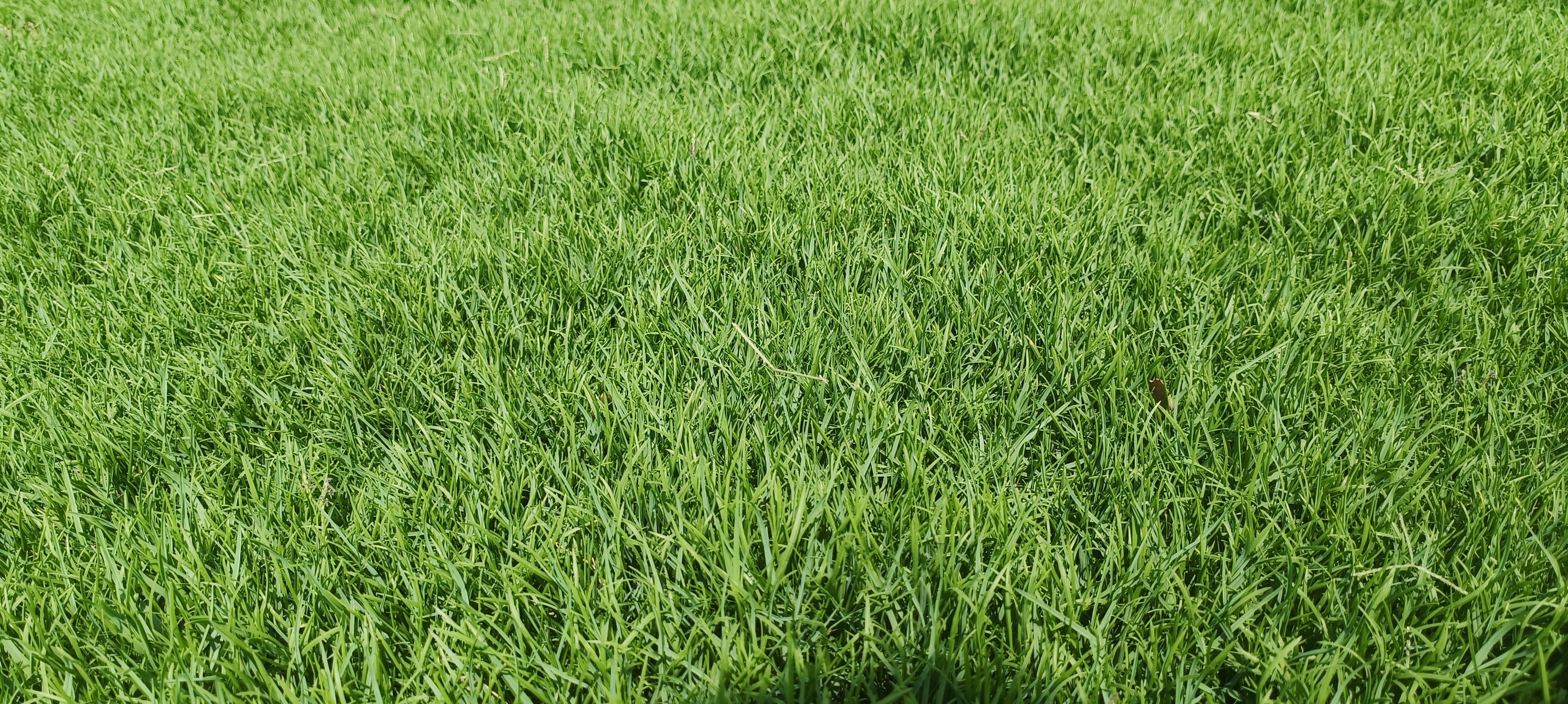 Korean Lawn Grass Low Maintenance India Korean Grass Carpet Soft Korean Grass Supplier Korean Turf Grass Wholesale  Buy Korean Lawn Grass  Shade-Friendly Korean Grass  Korean Grass for Garden