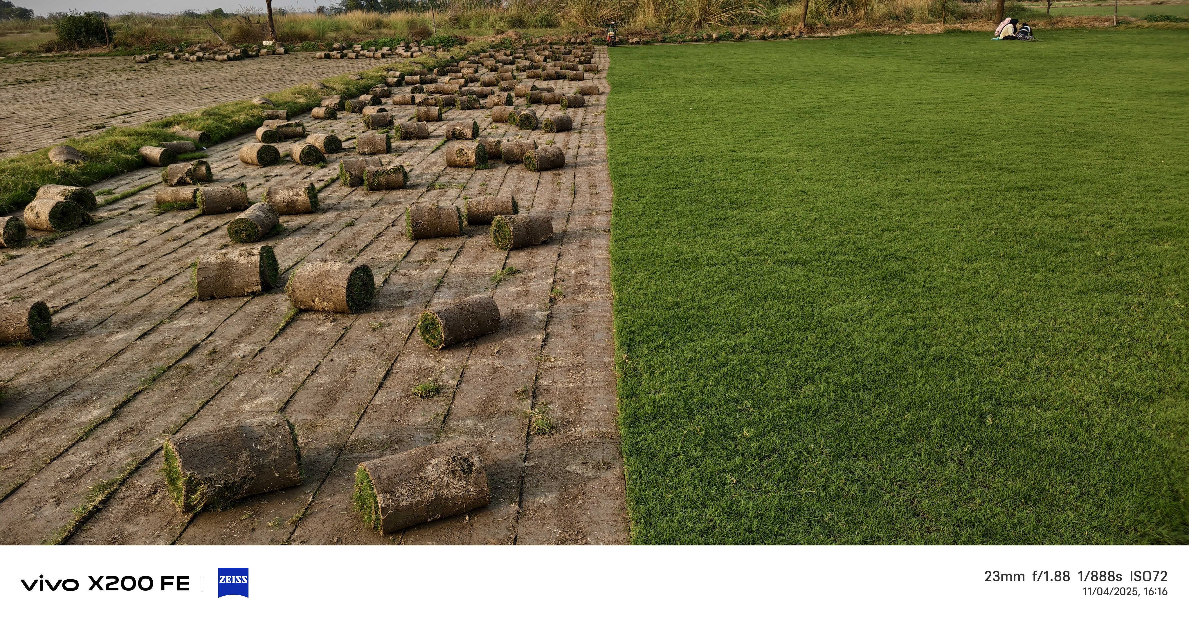 natural lawn grass Karnal