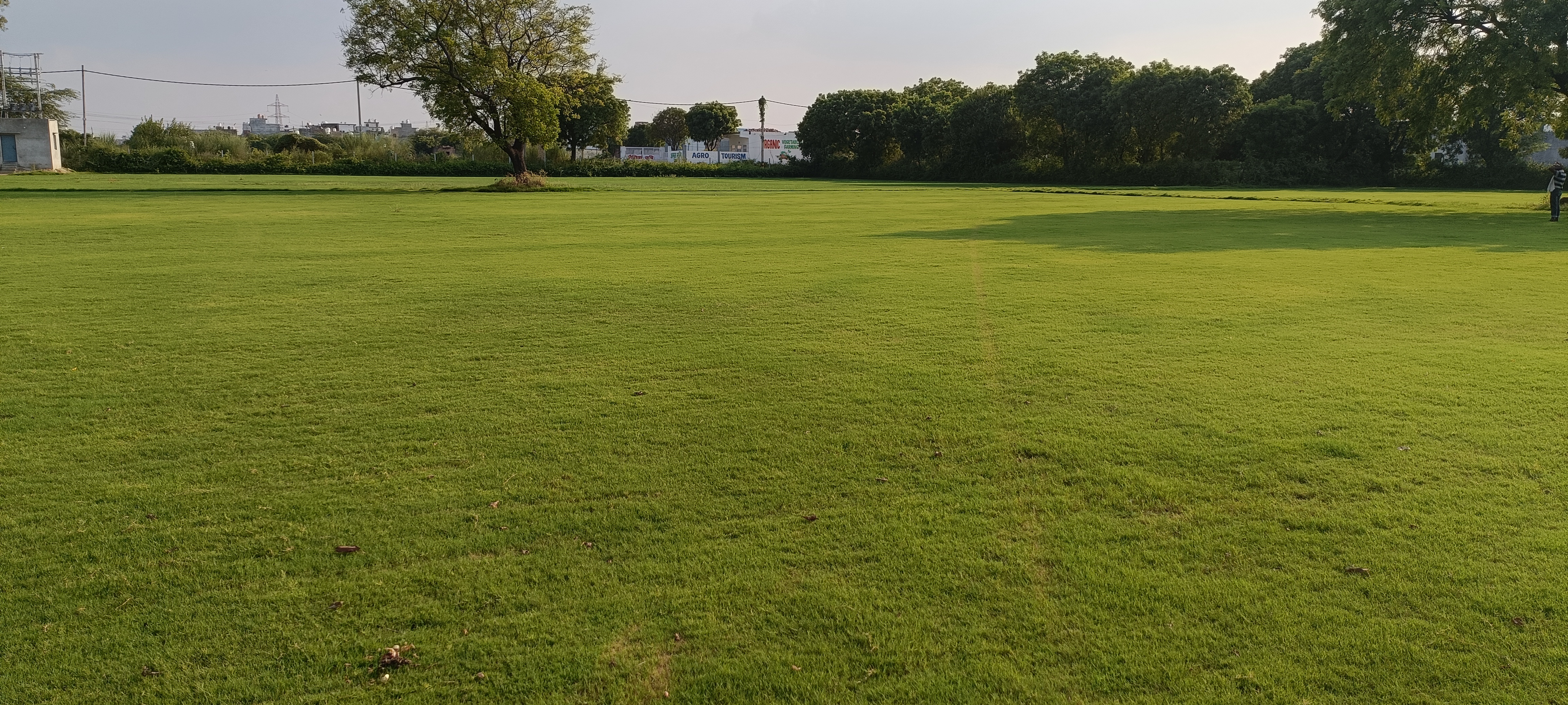 natural lawn grass Kota 