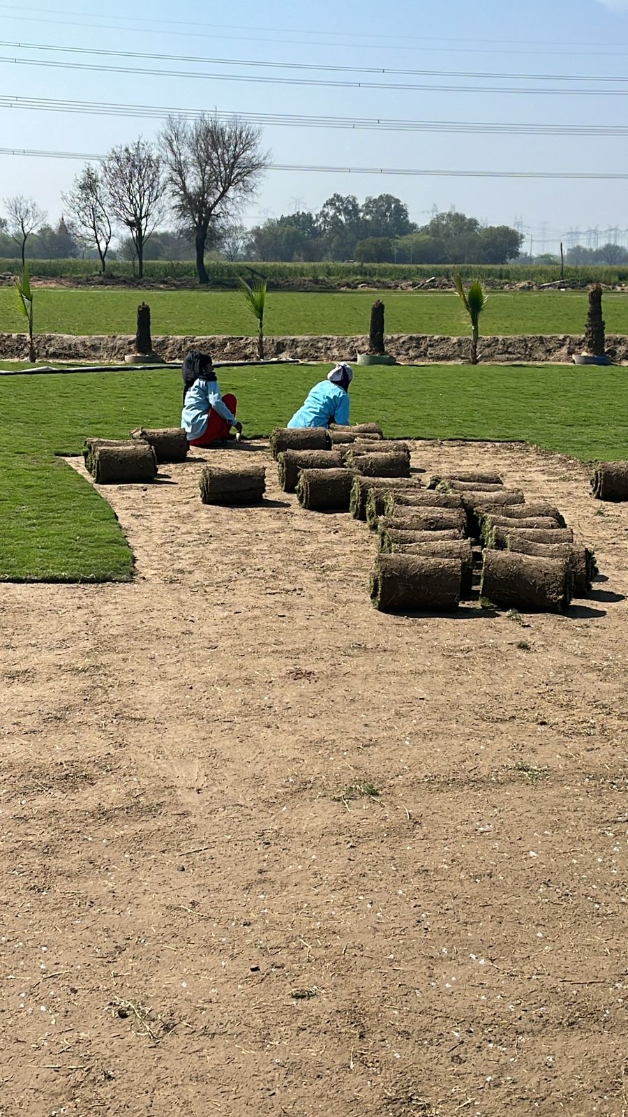 Natural Lawn Grass in Maujpur Delhi