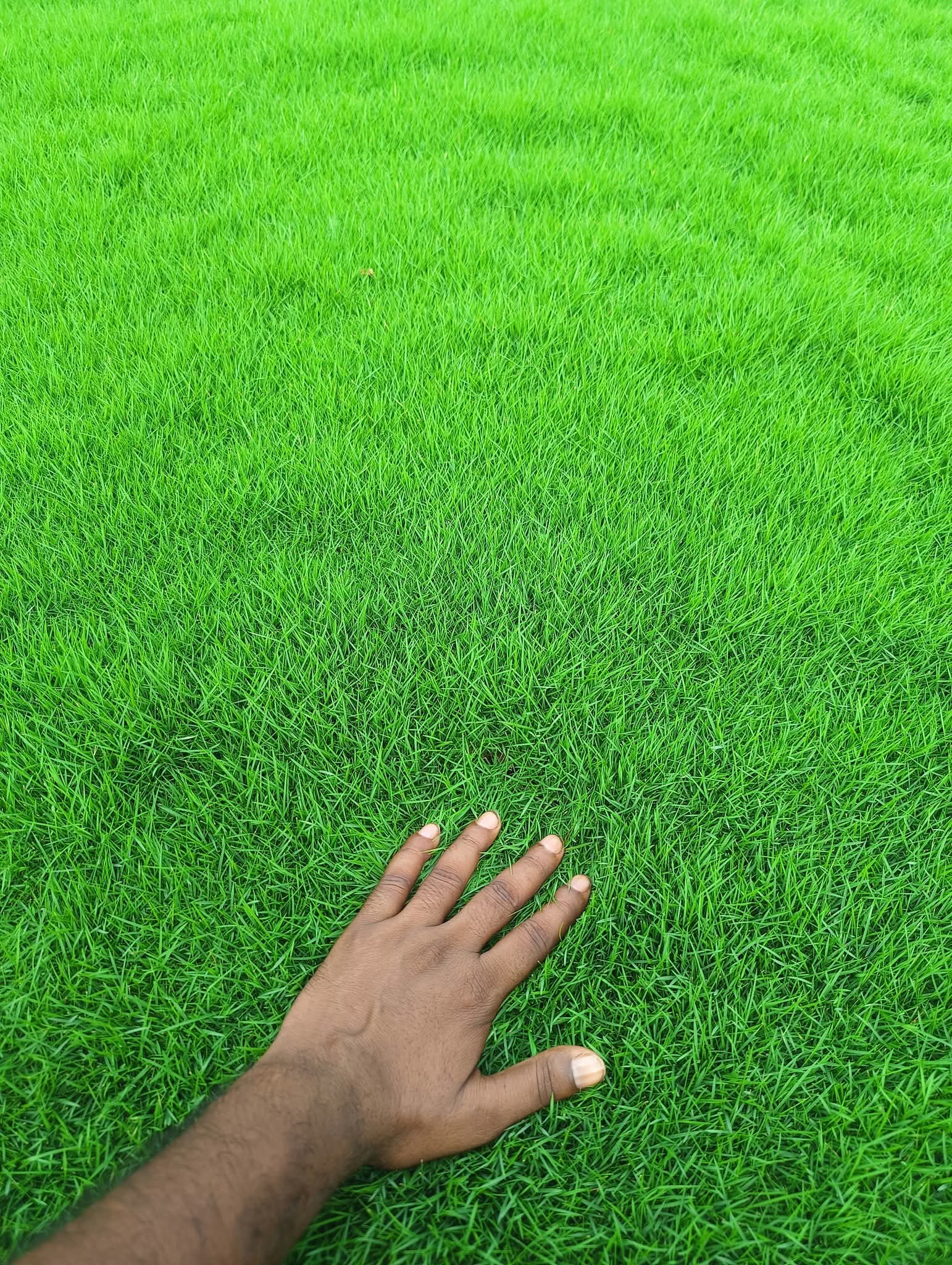 natural lawn grass Gurgaon