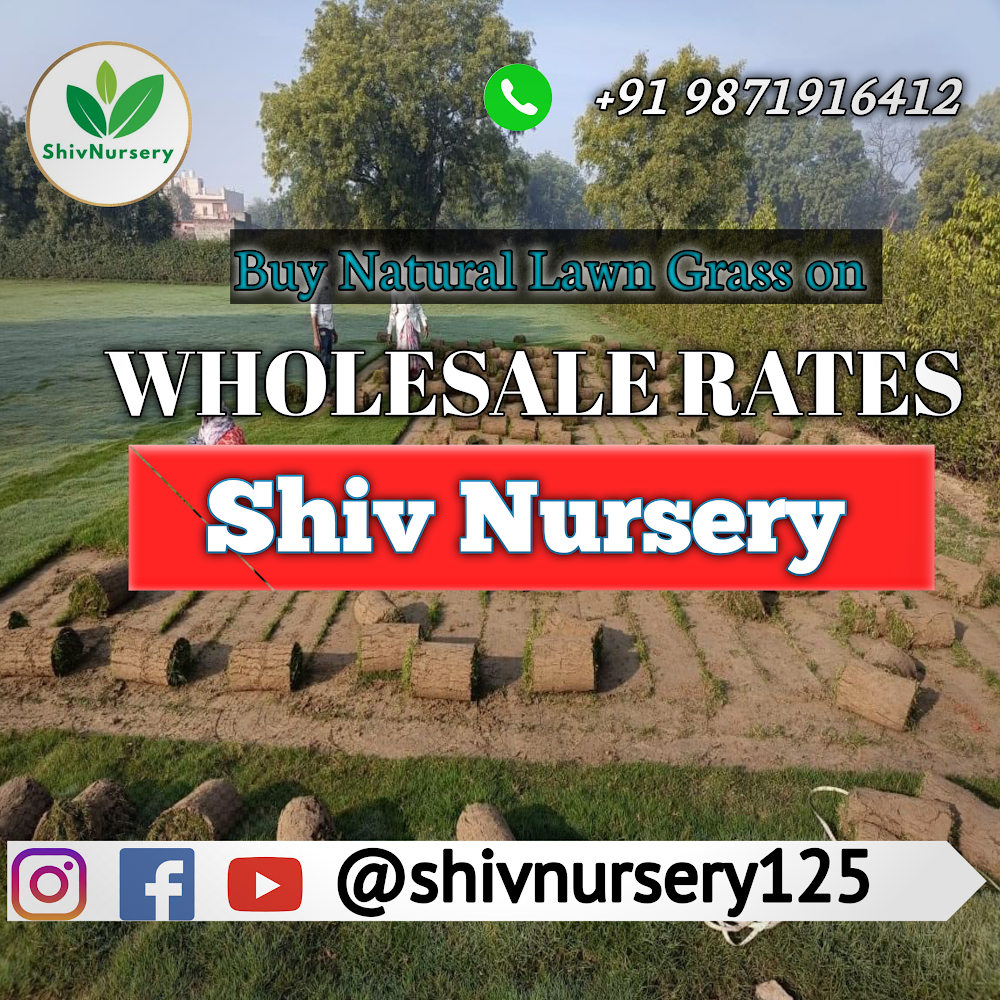Natural Lawn Grass in Pitampura Delhi