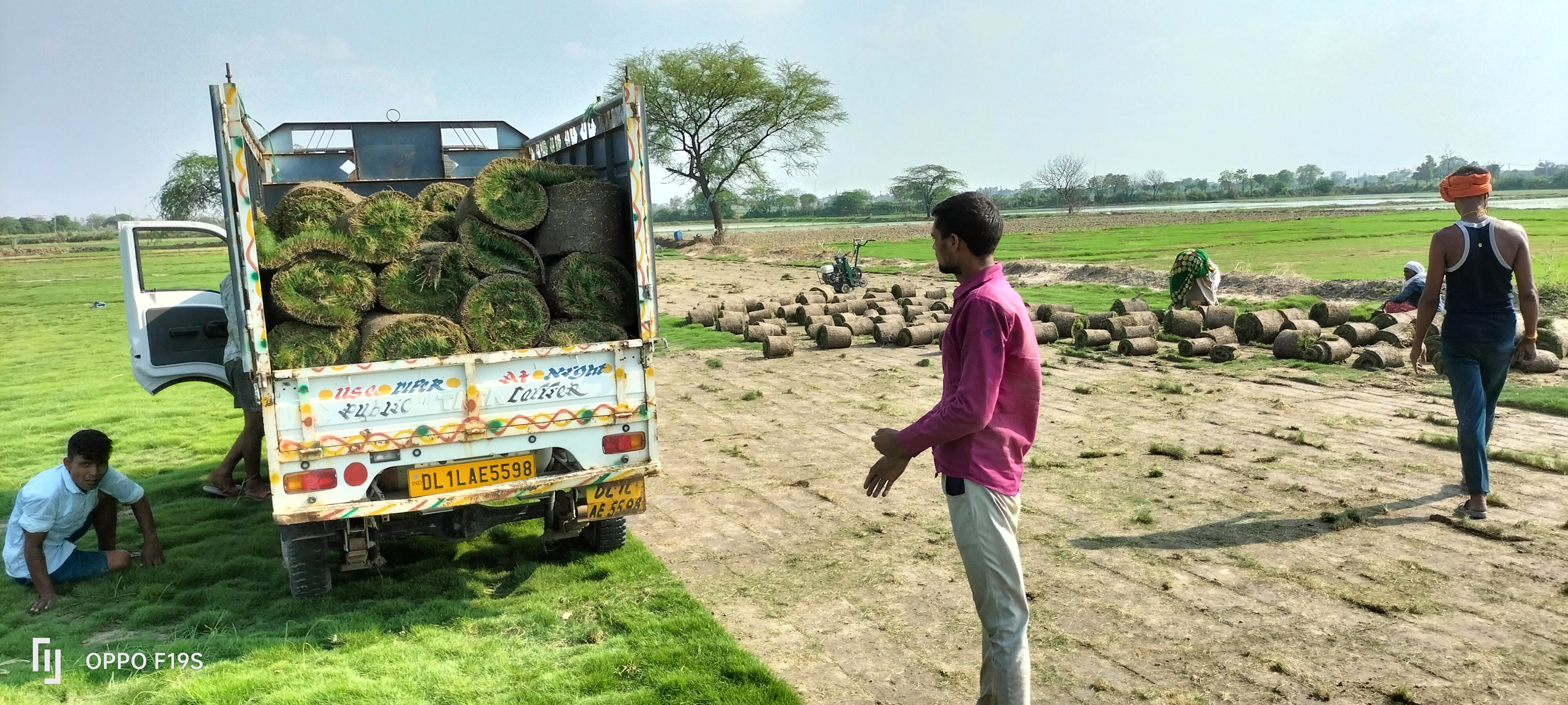 natural lawn grass Bhiwadi