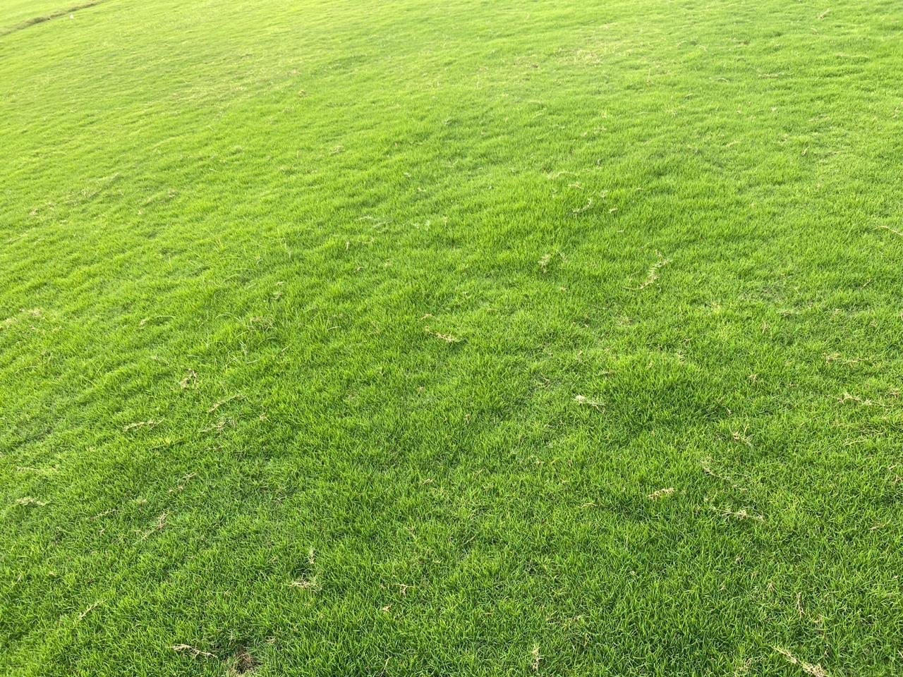 Natural Lawn Grass in South Extension Delhi