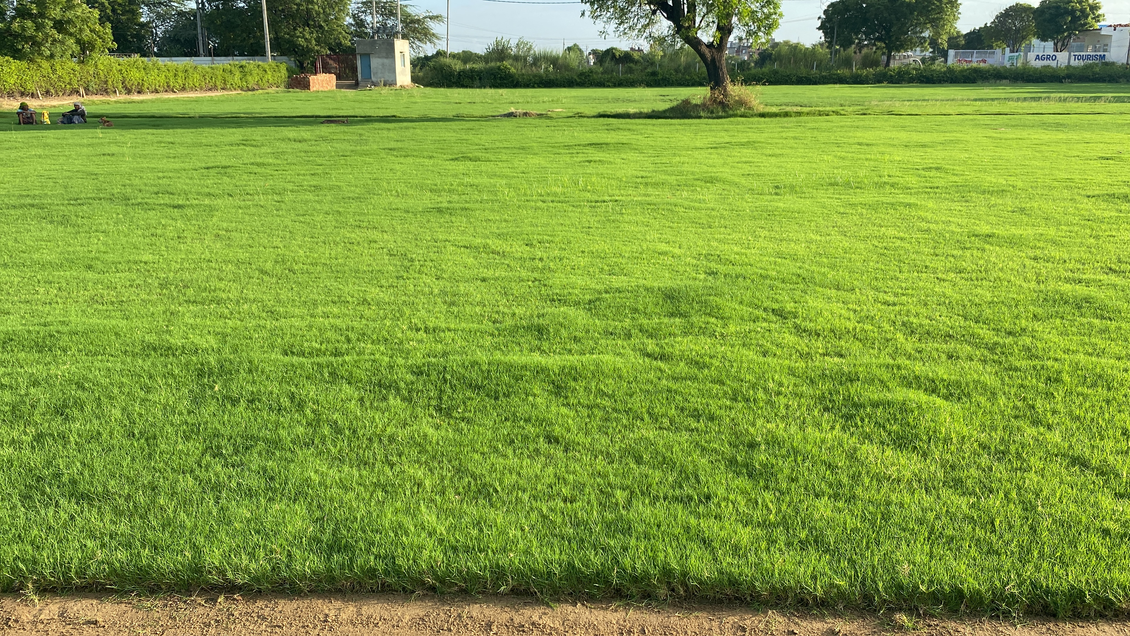 Farmhouse Lawn Grass Natural Lawn Grass for Home & Garden
