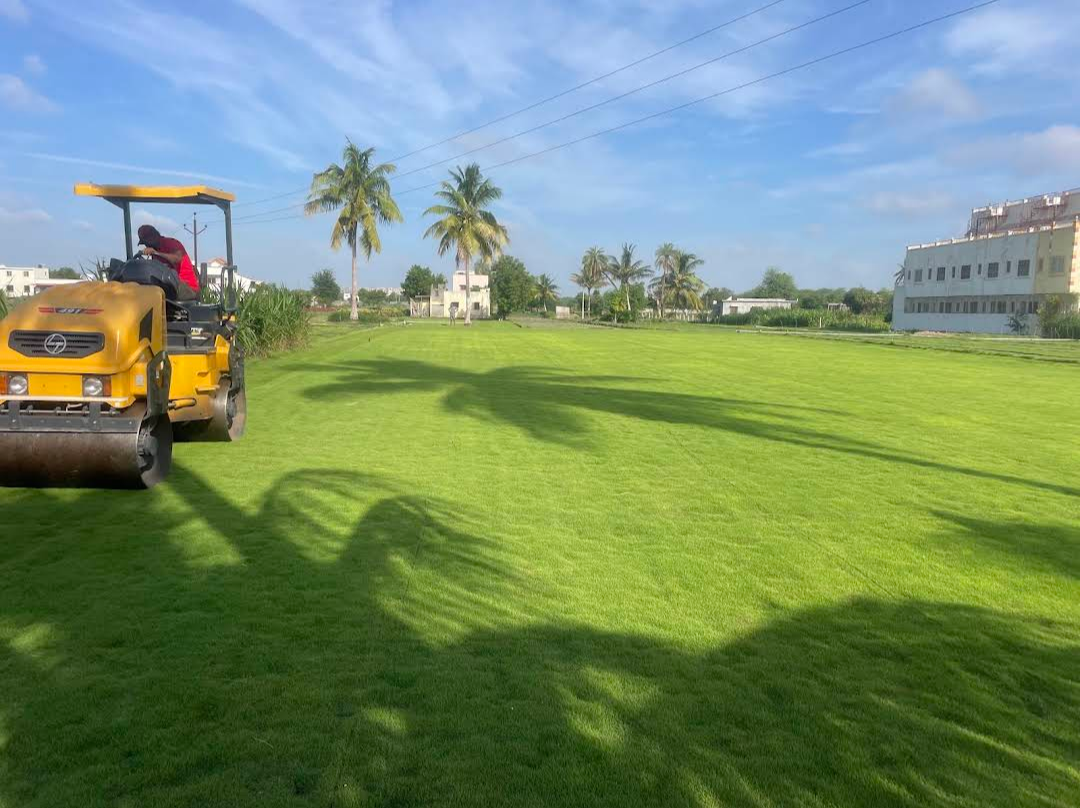 natural lawn grass Bikaner