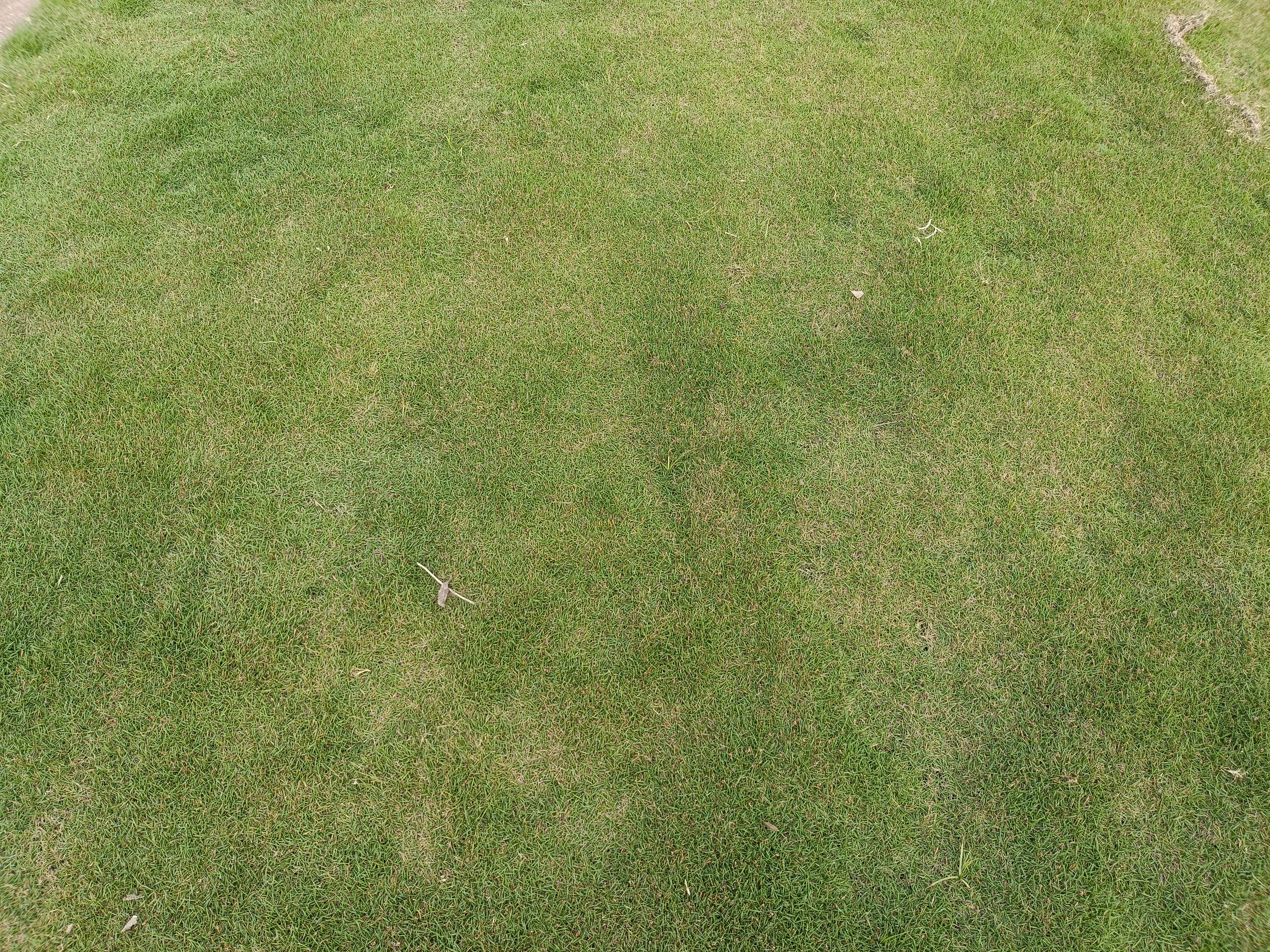 Home Lawn Grass Natural Lawn Grass for Home & Garden