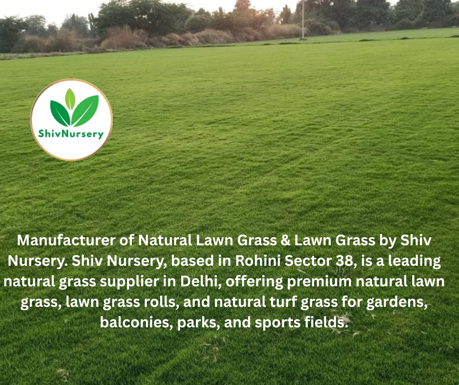 Natural Lawn Grass in Danapur Cantonment