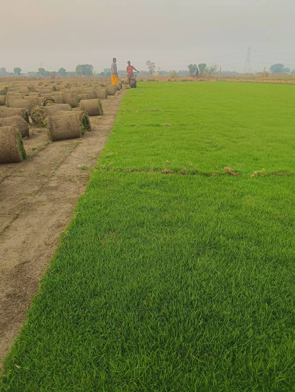 Natural Lawn Grass in Ghaziabad
